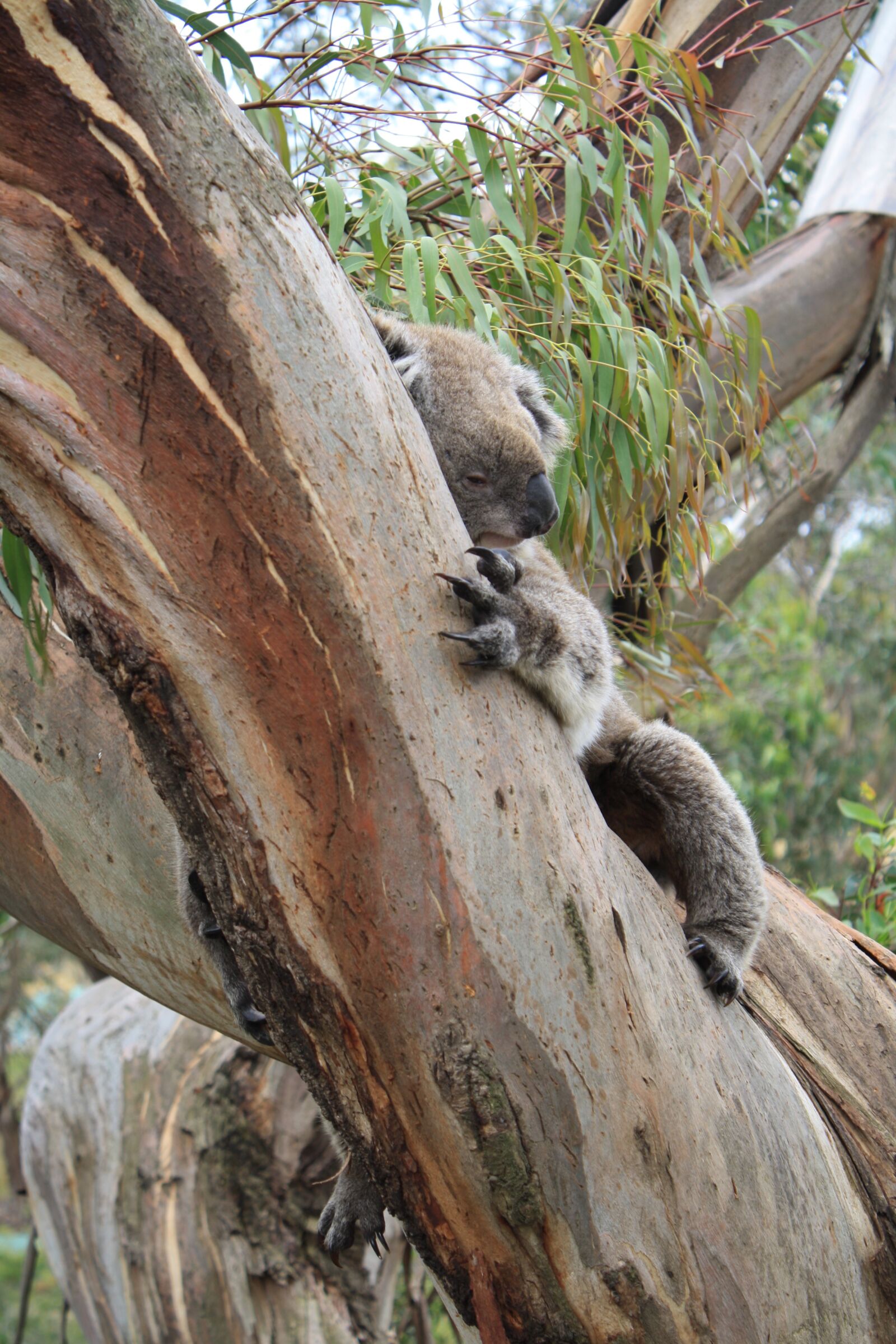 Canon EOS 1000D (EOS Digital Rebel XS / EOS Kiss F) sample photo. Australia, koala, philip island photography