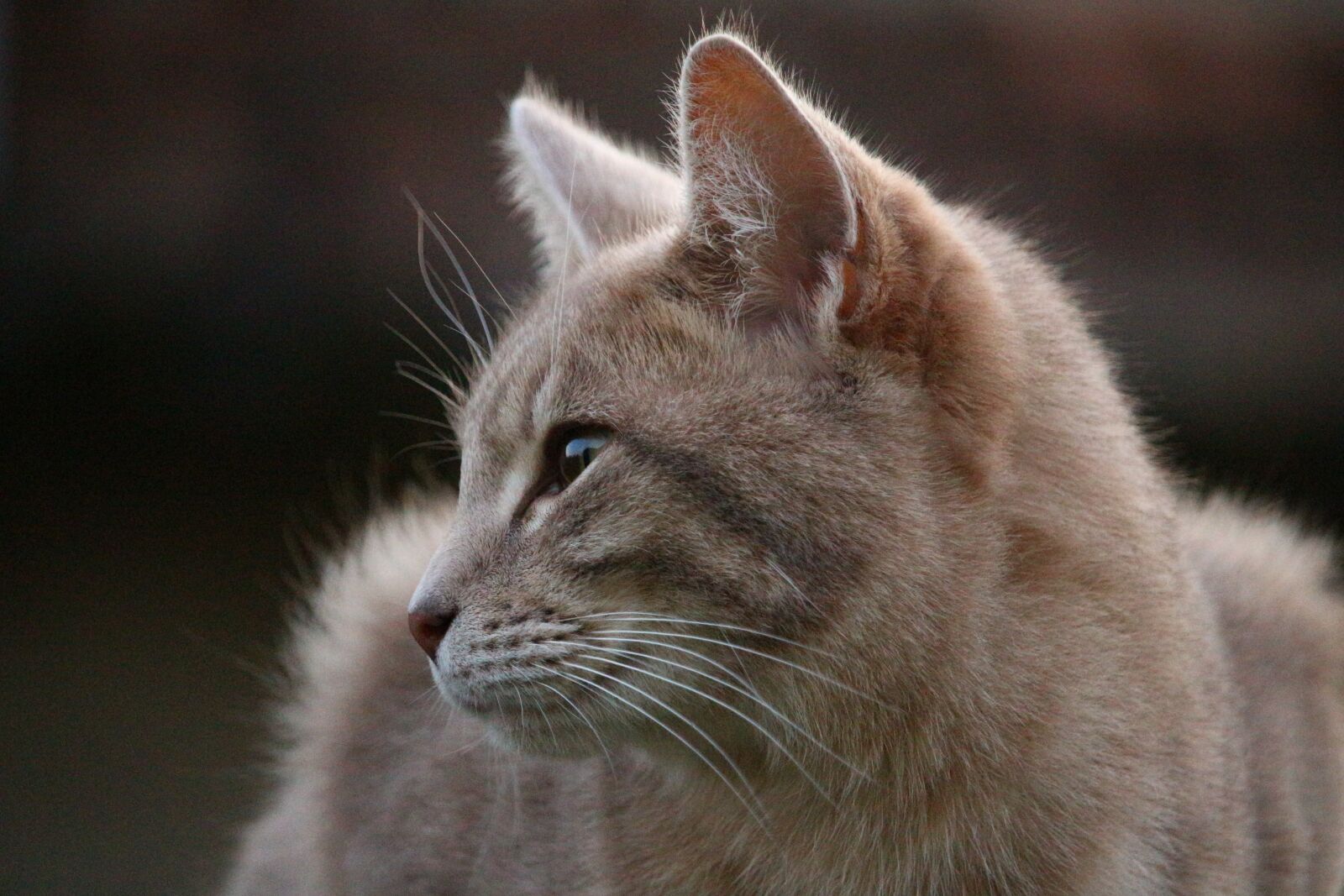 Canon EOS 100D (EOS Rebel SL1 / EOS Kiss X7) sample photo. Cat, mieze, breed cat photography