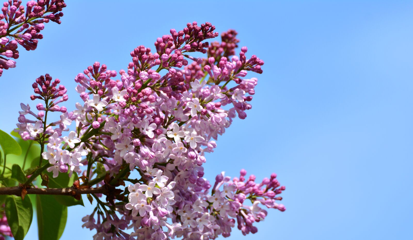 Nikon D5200 sample photo. Lilac, lilac flower, lilac photography