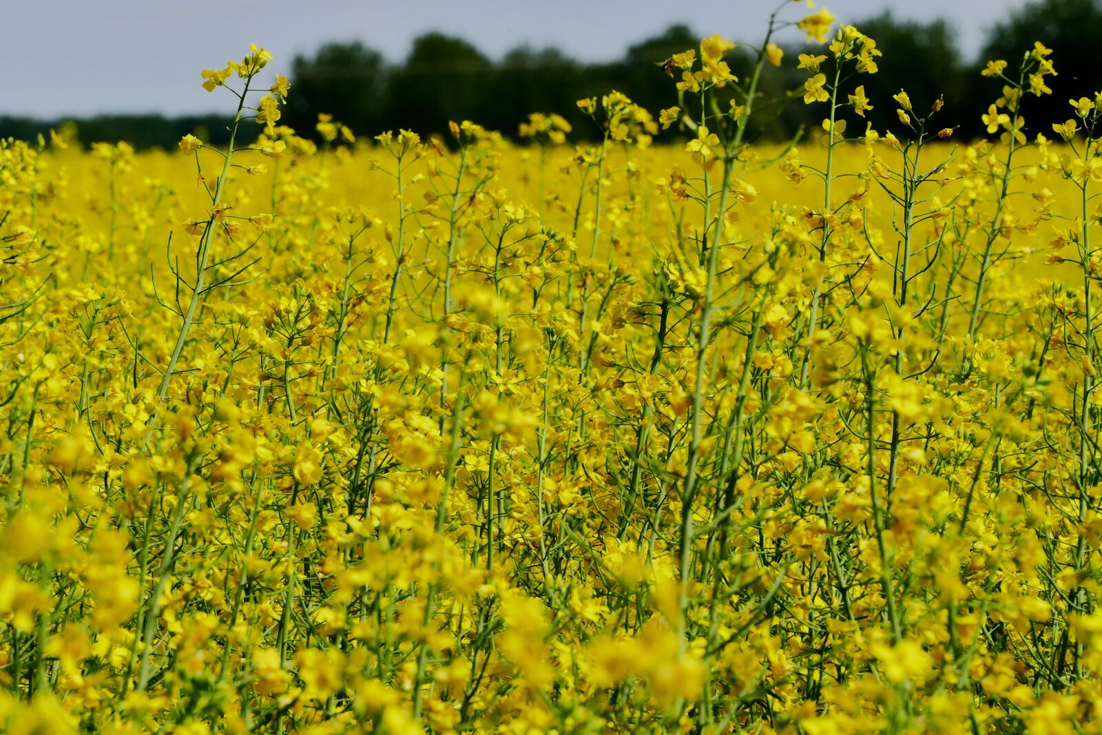 Panasonic Lumix DMC-FZ1000 sample photo. Colza, rape, plant photography