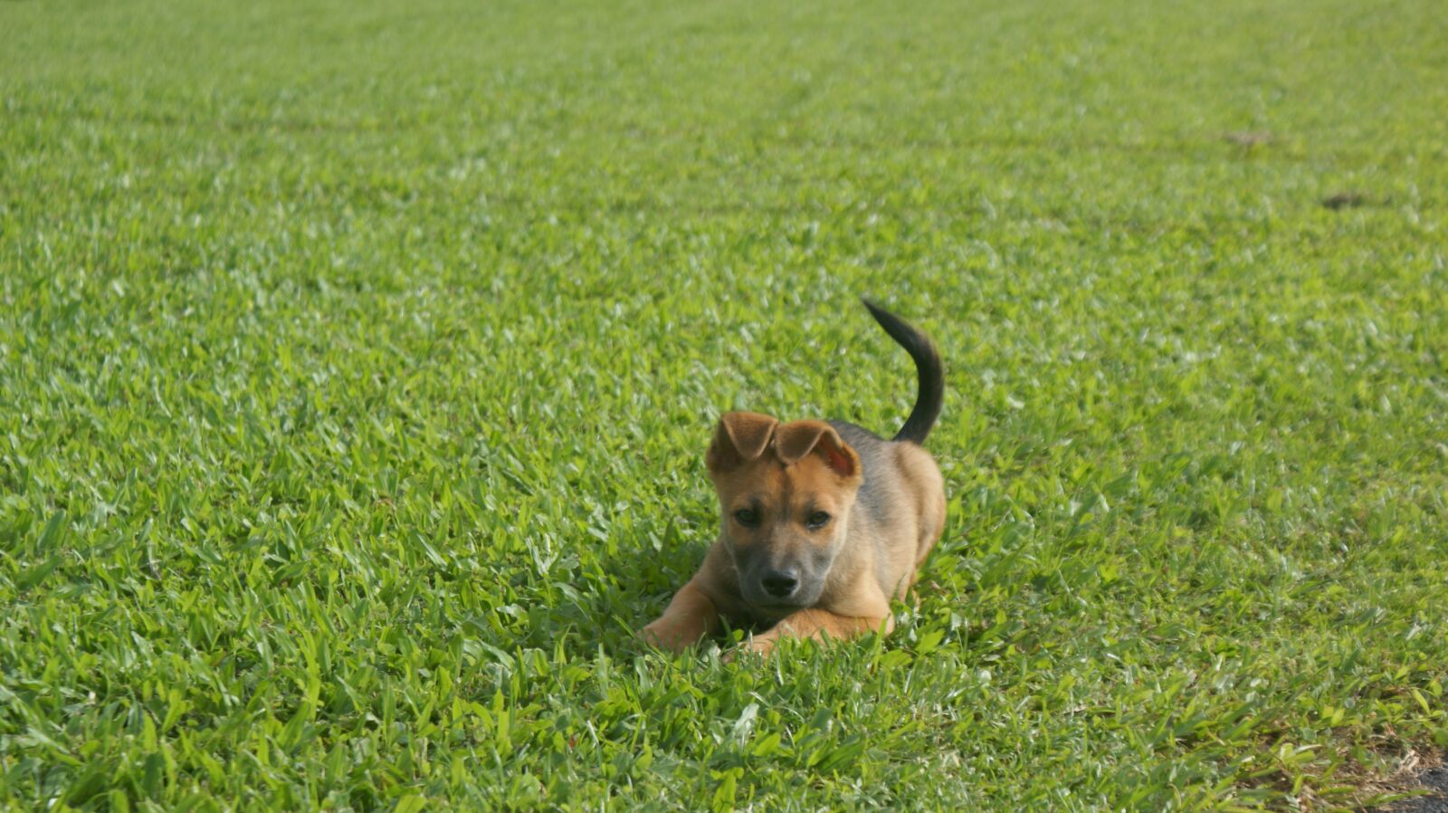 Sony Alpha DSLR-A350 sample photo. Quiet, puppy, sad photography