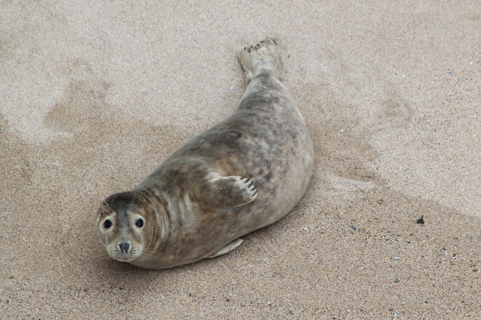 Canon EOS 550D (EOS Rebel T2i / EOS Kiss X4) sample photo. Beach, cornwall, seal photography