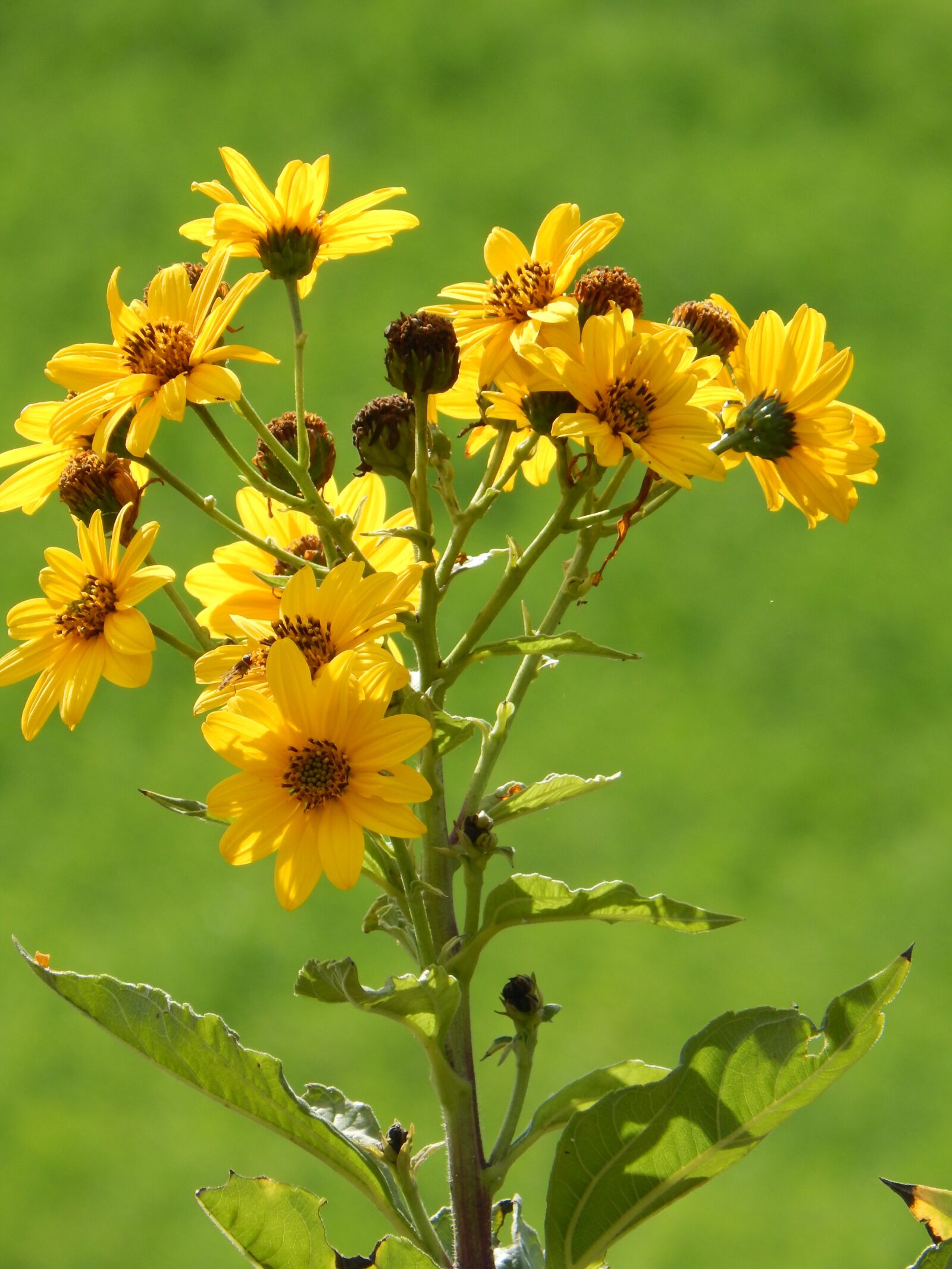 Nikon Coolpix L830 sample photo. Flowers, nature, garden photography