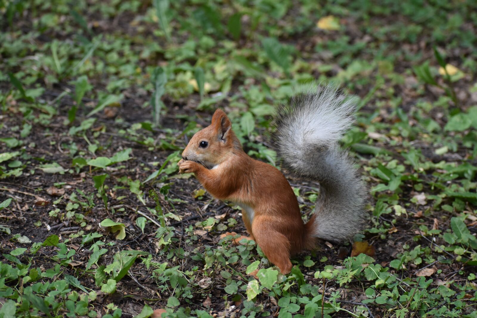 Nikon D3400 sample photo. Squirrel, redhead, young photography
