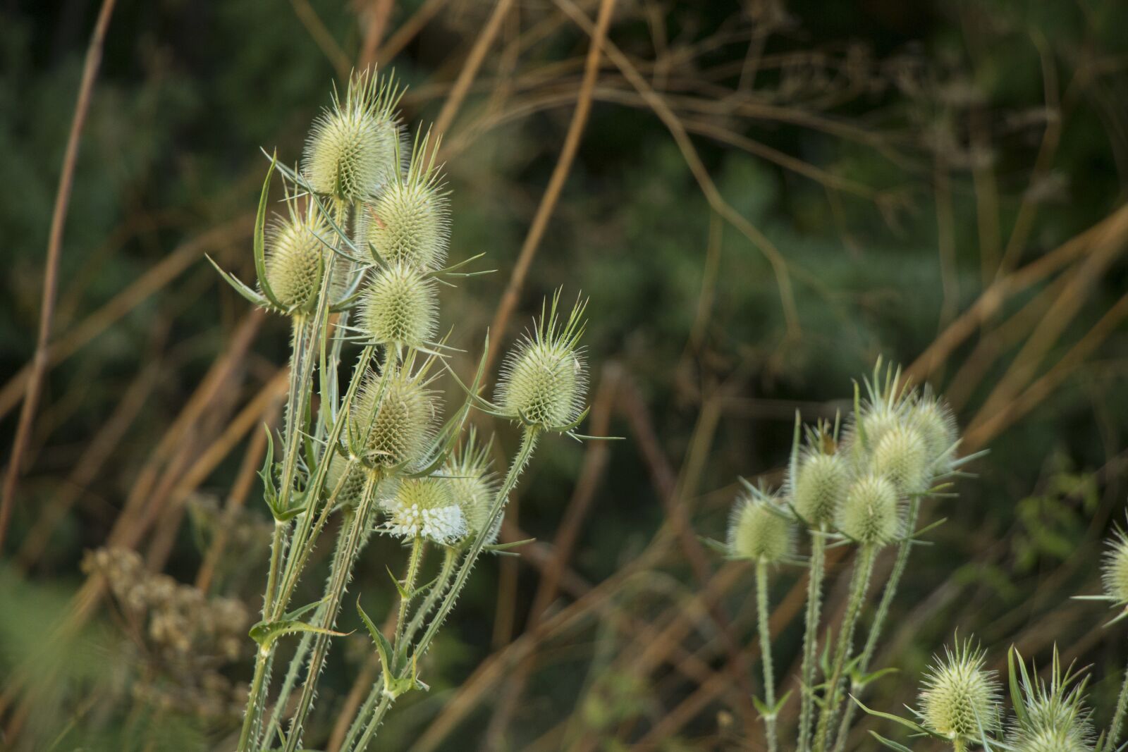 Canon EOS 70D sample photo. Nature, thistle, plant photography