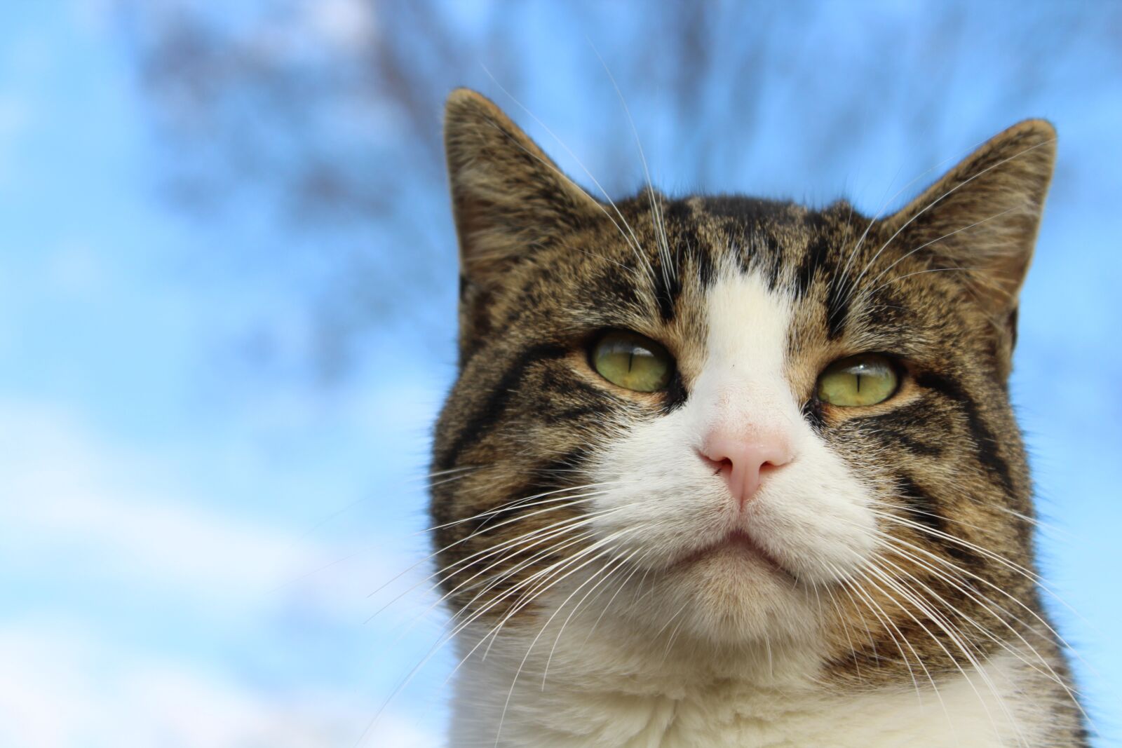 Canon EOS 1300D (EOS Rebel T6 / EOS Kiss X80) sample photo. Cat, thoughtful, stare photography