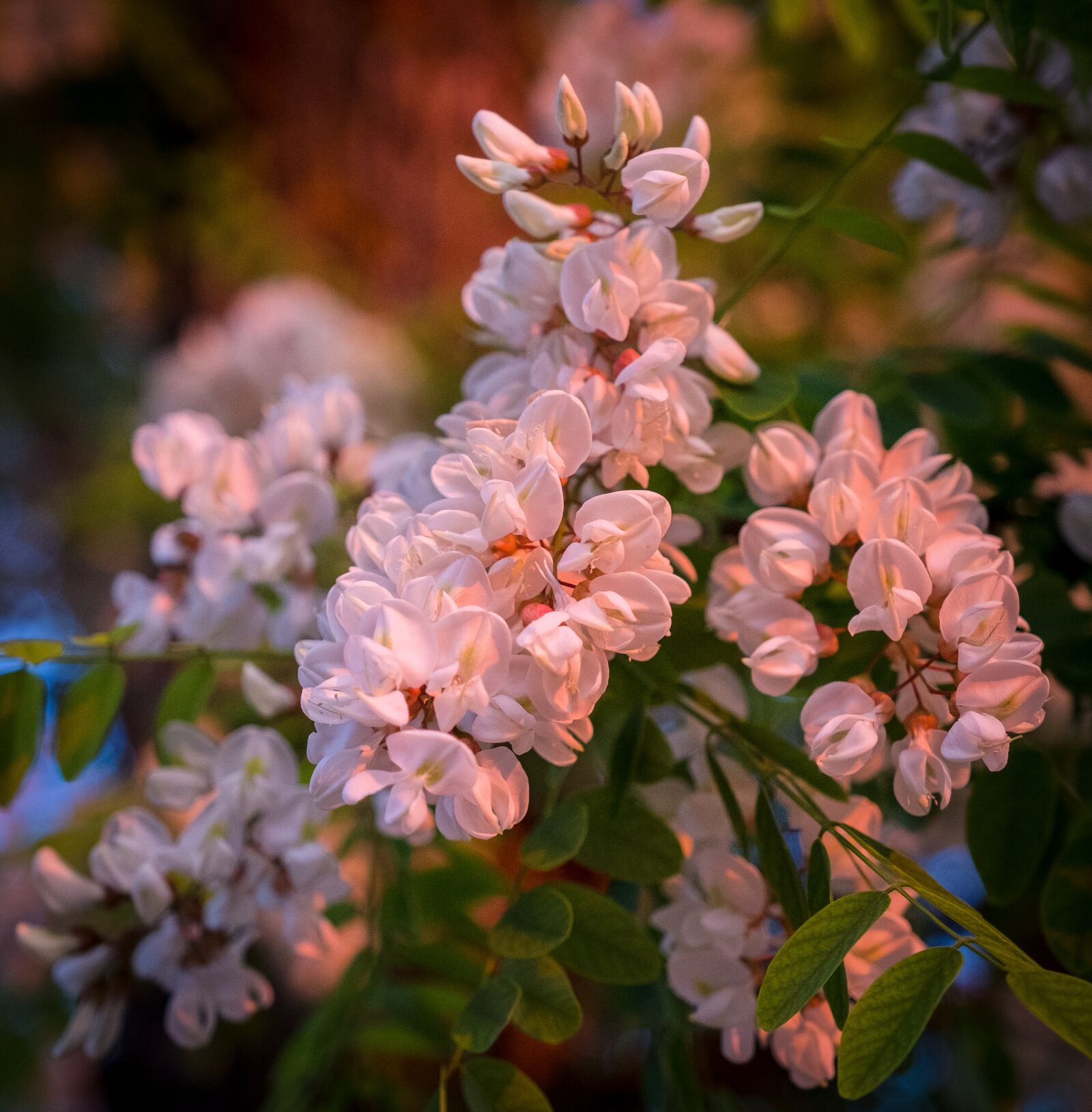 Fujifilm X-T2 sample photo. Cherry blossom, white, pink photography