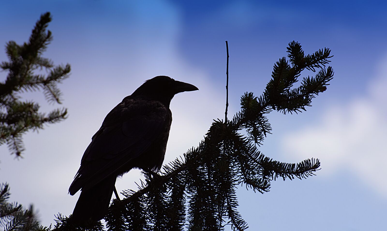 Nikon D7200 sample photo. Crow, silhouette, raven bird photography