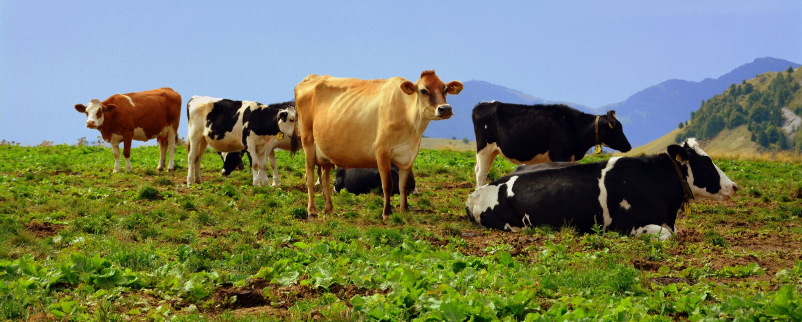 Nikon D7100 sample photo. Cow, prato, mountain photography