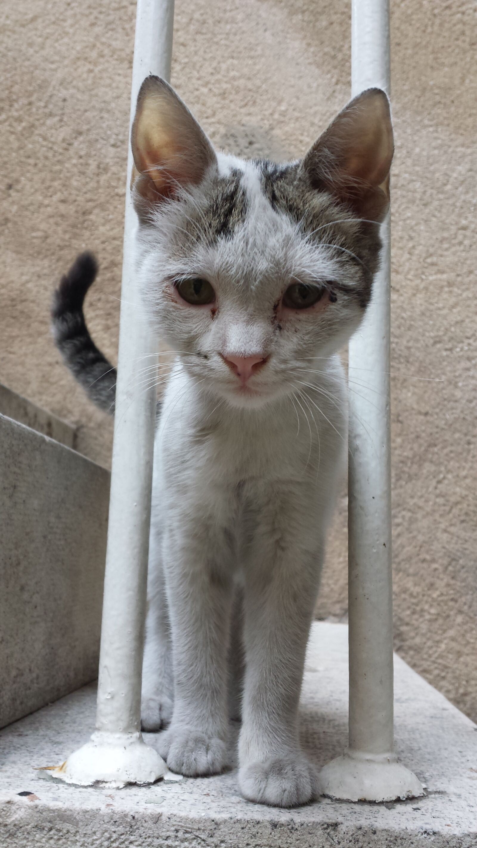Samsung Galaxy S4 sample photo. Cat, animal, portrait photography