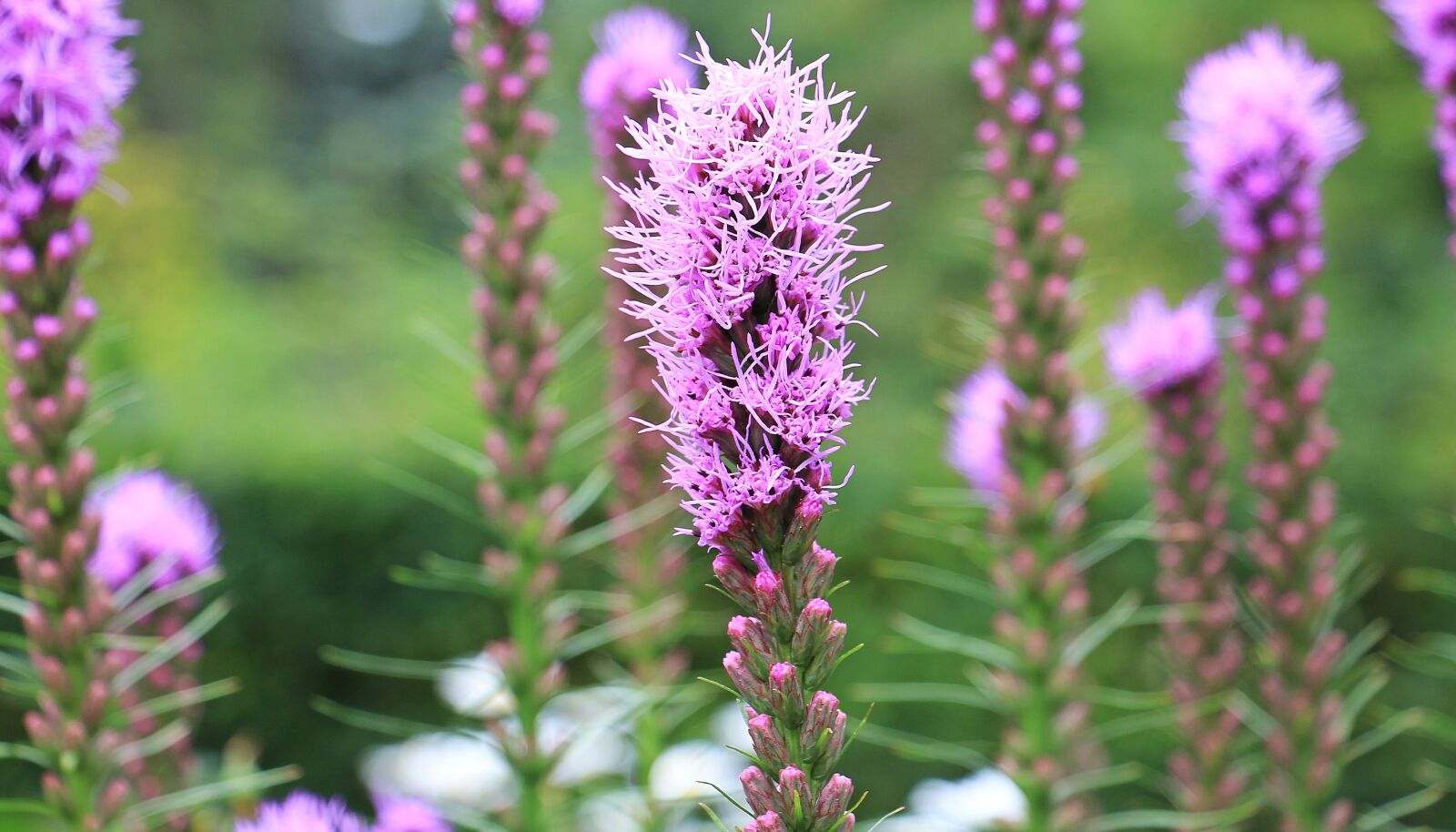 Canon EOS 550D (EOS Rebel T2i / EOS Kiss X4) sample photo. Splendor notch, liatris spicata photography