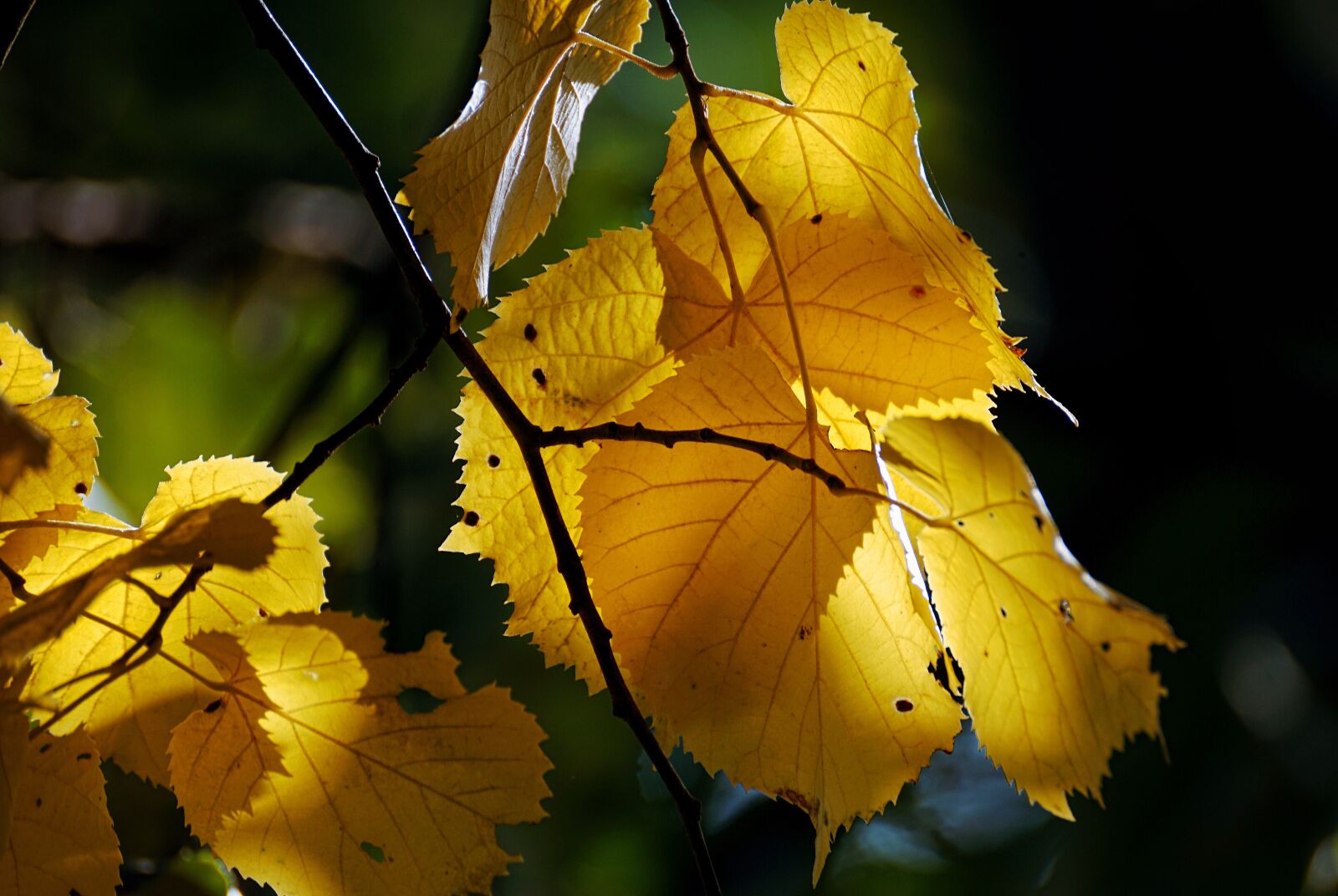 Sony DT 55-300mm F4.5-5.6 SAM sample photo. Autumn, golden, golden autumn photography