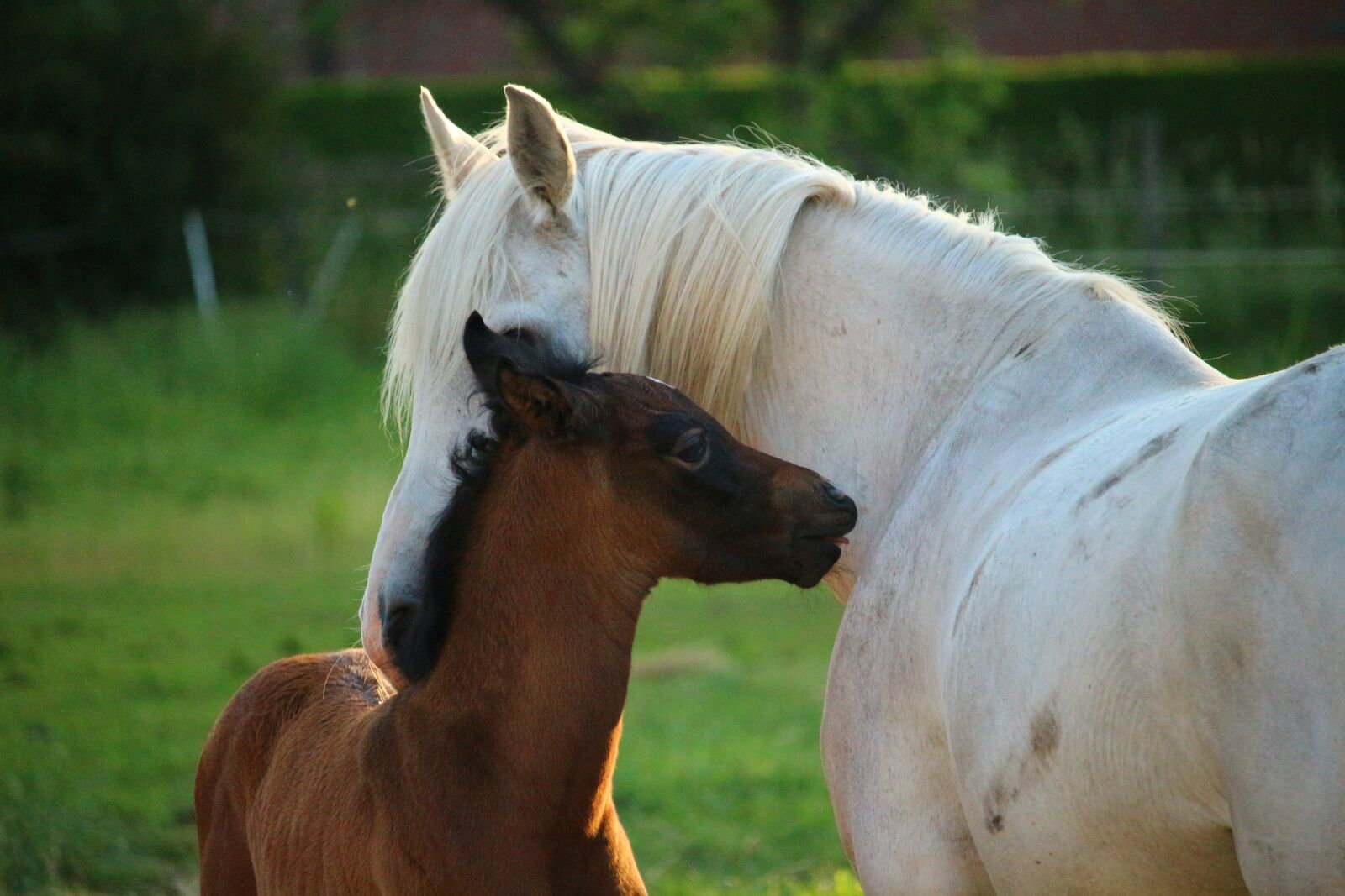 Canon EOS 100D (EOS Rebel SL1 / EOS Kiss X7) sample photo. Horse, foal, suckling photography