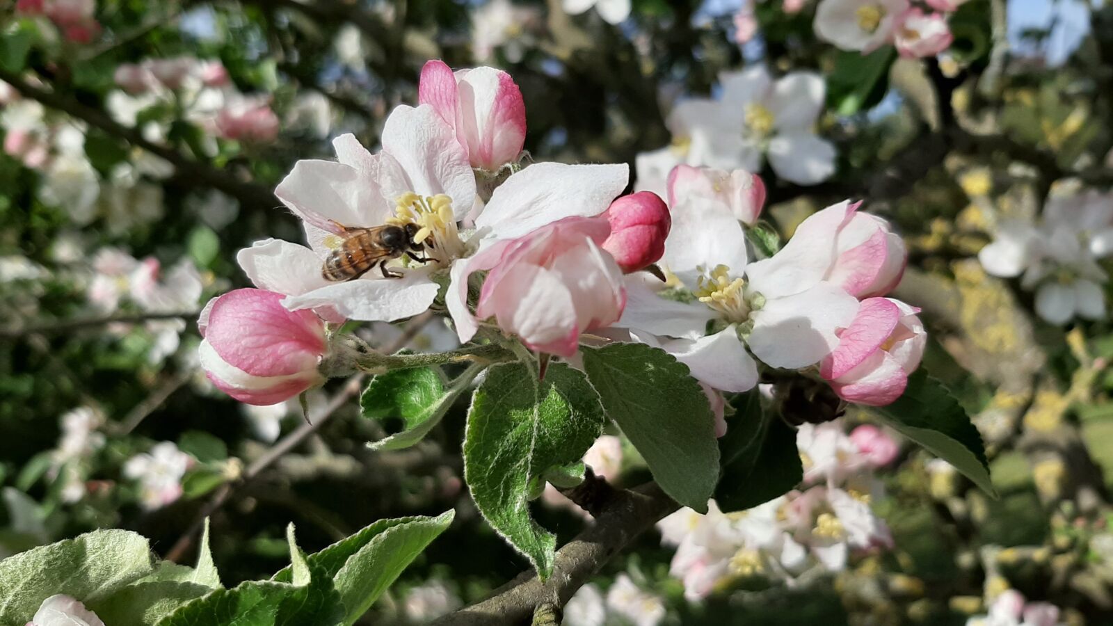 Samsung Galaxy A50 sample photo. Apple, flowers, bee photography