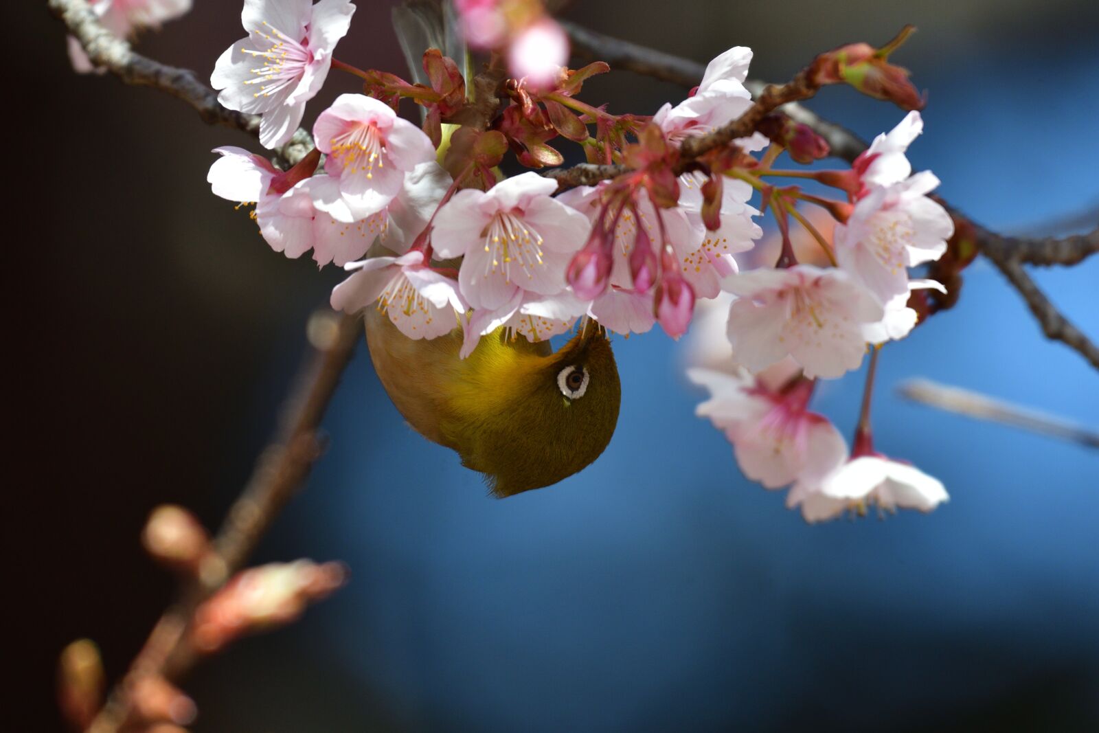 Nikon D500 sample photo. Flowers, wood, branch photography