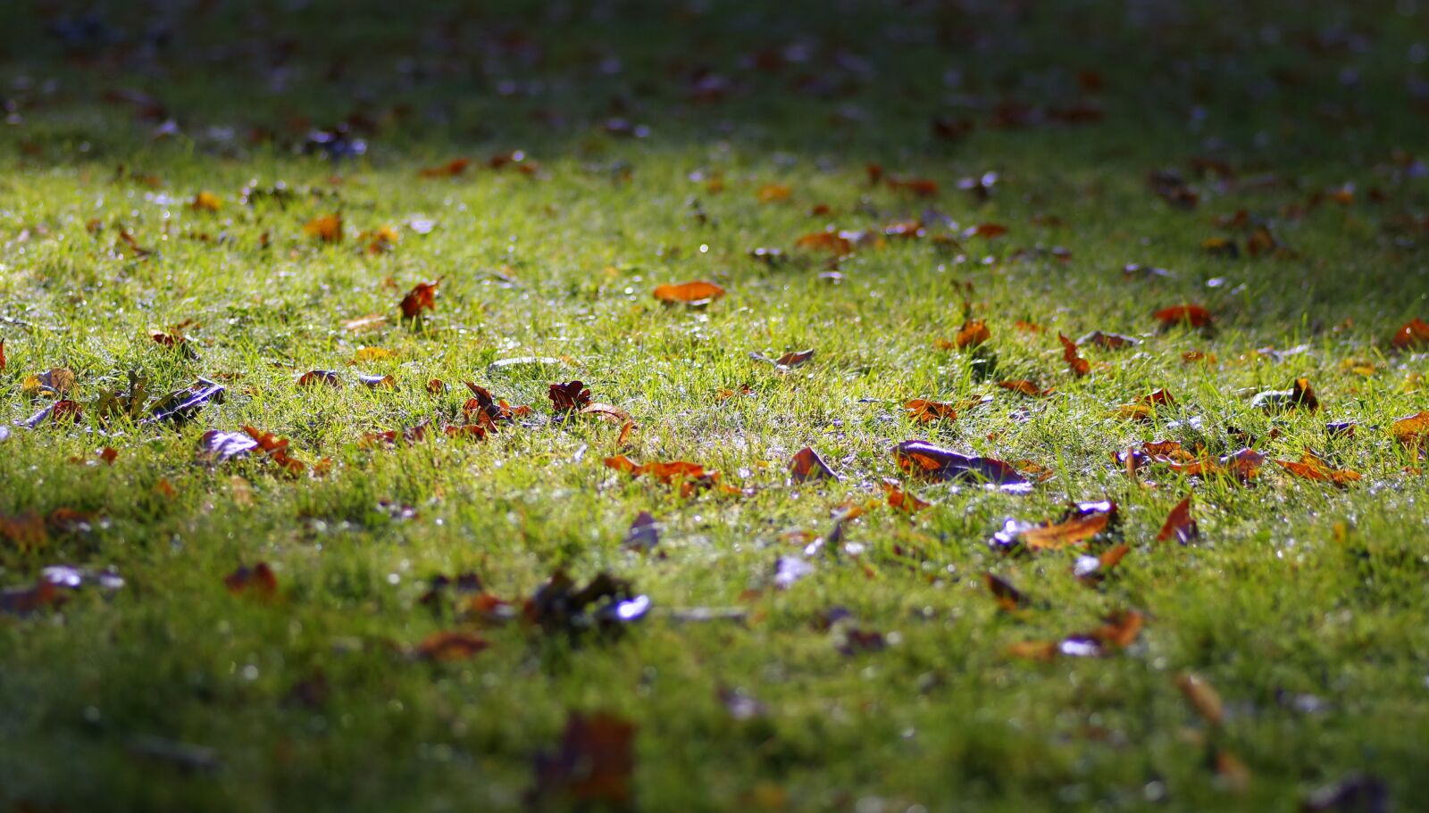 Pentax K-S2 sample photo. Autumn, grass, foliage photography