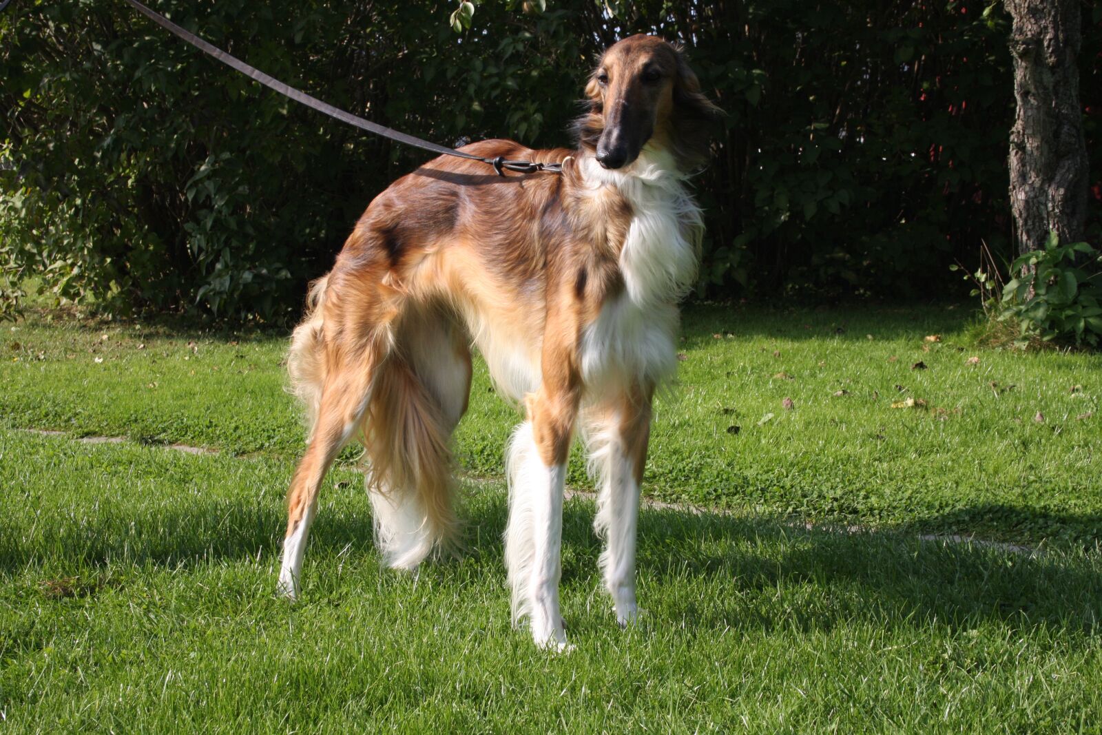 Canon EOS 40D sample photo. Dog, greyhound, pets photography