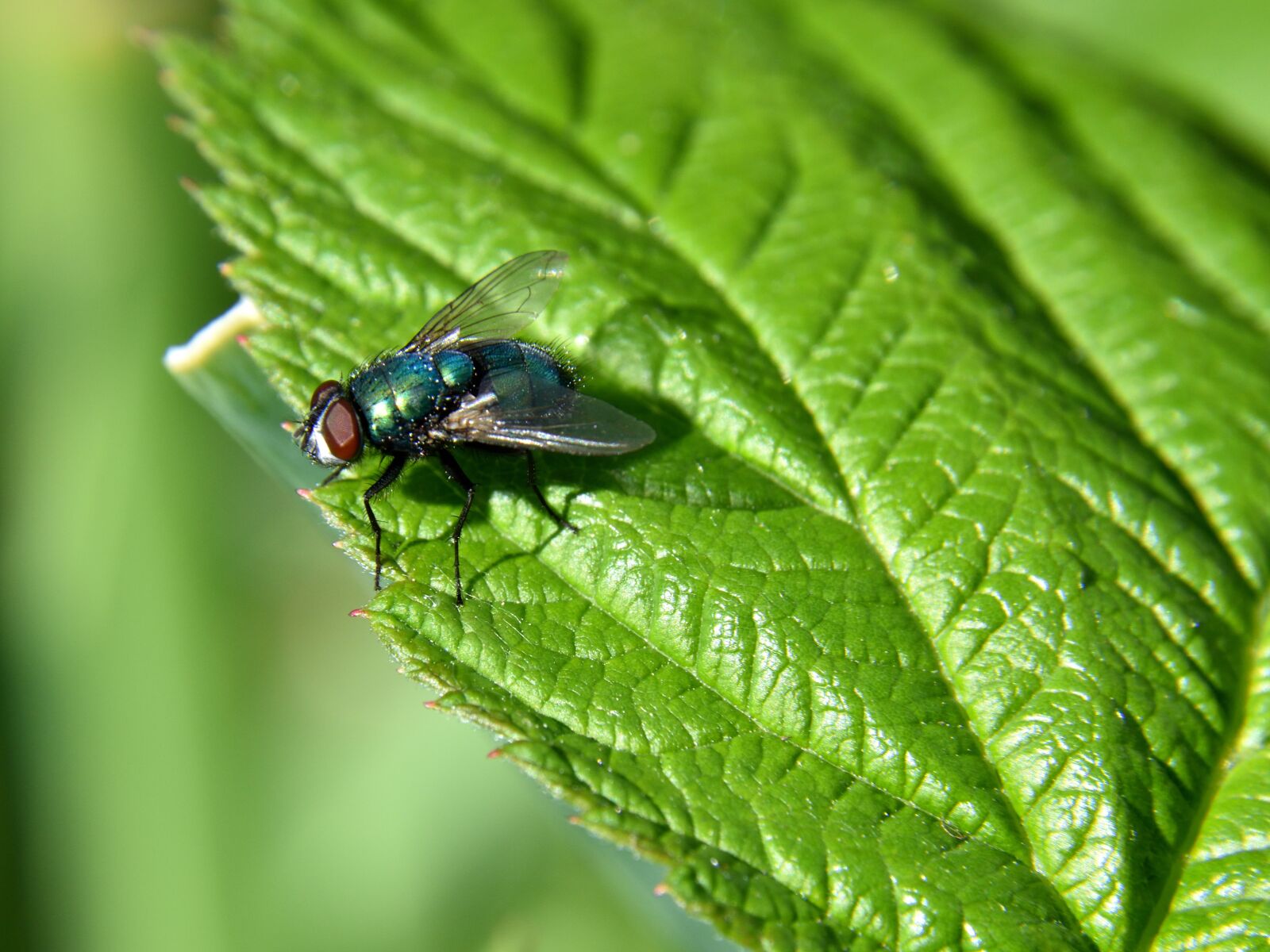 Nikon D5500 sample photo. Fly, leaf, close up photography