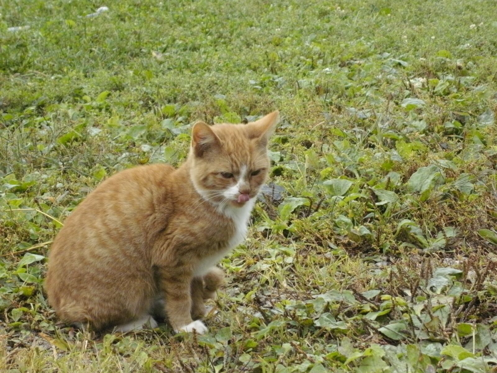 TRAVELER XS 40 sample photo. Cat, kitten, grass photography