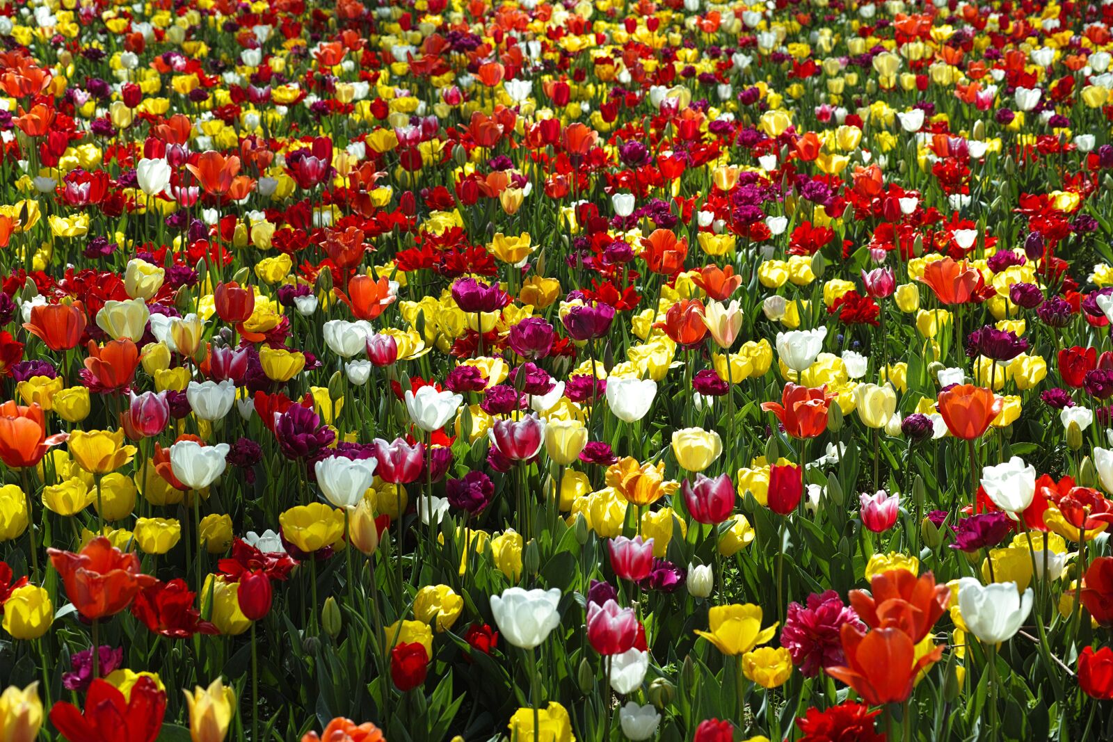 Sigma DP3 Merrill sample photo. Flower, tulips, beautiful photography