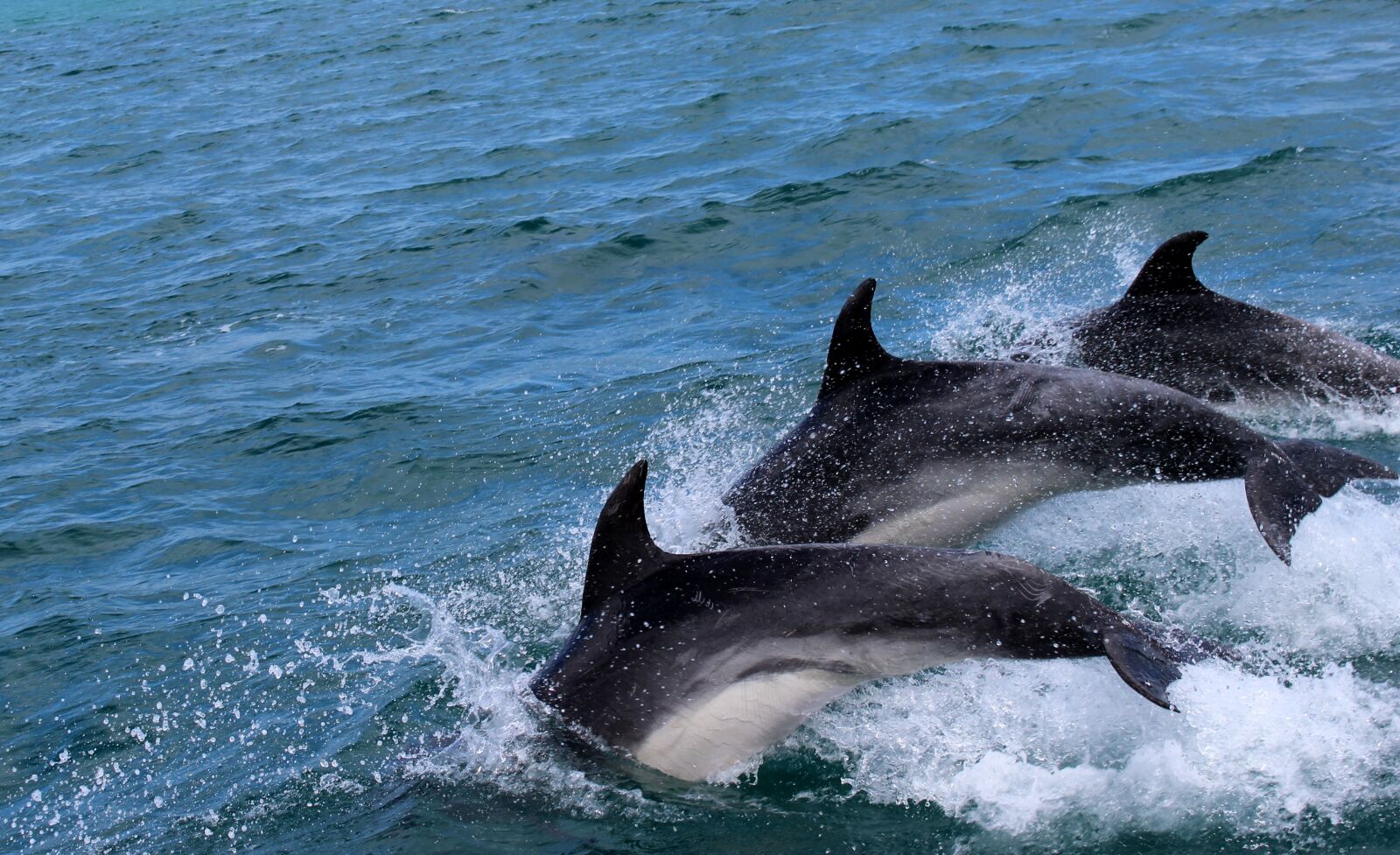 Canon EOS 600D (Rebel EOS T3i / EOS Kiss X5) sample photo. Dolphins, marine mammals, water photography