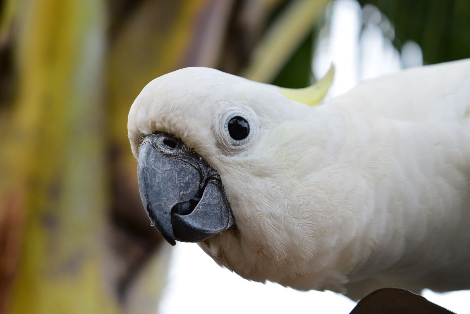 Nikon D3300 sample photo. Parrot, animal, natural photography