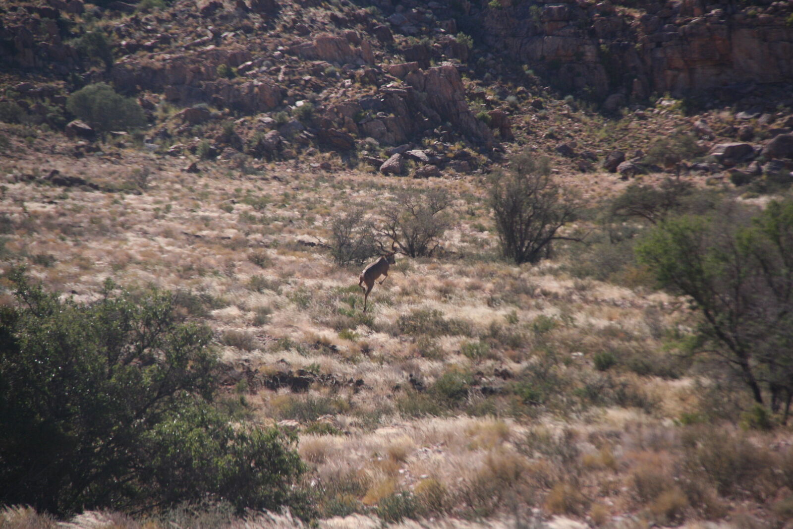 Canon EOS 350D (EOS Digital Rebel XT / EOS Kiss Digital N) sample photo. Kudu, in, mid, air photography