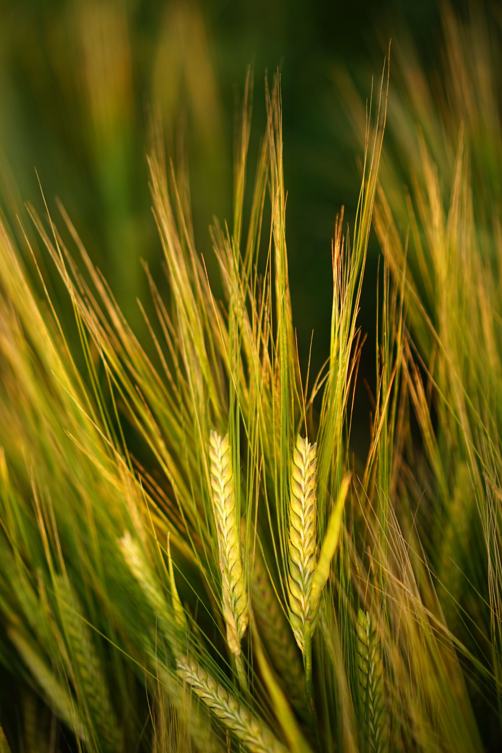 Sony a7 + Sony Sonnar T* FE 55mm F1.8 ZA sample photo. Cereals, barley, field photography