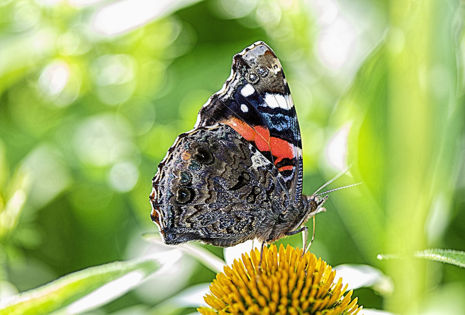 Nikon D610 sample photo. Butterfly, insect, nature photography