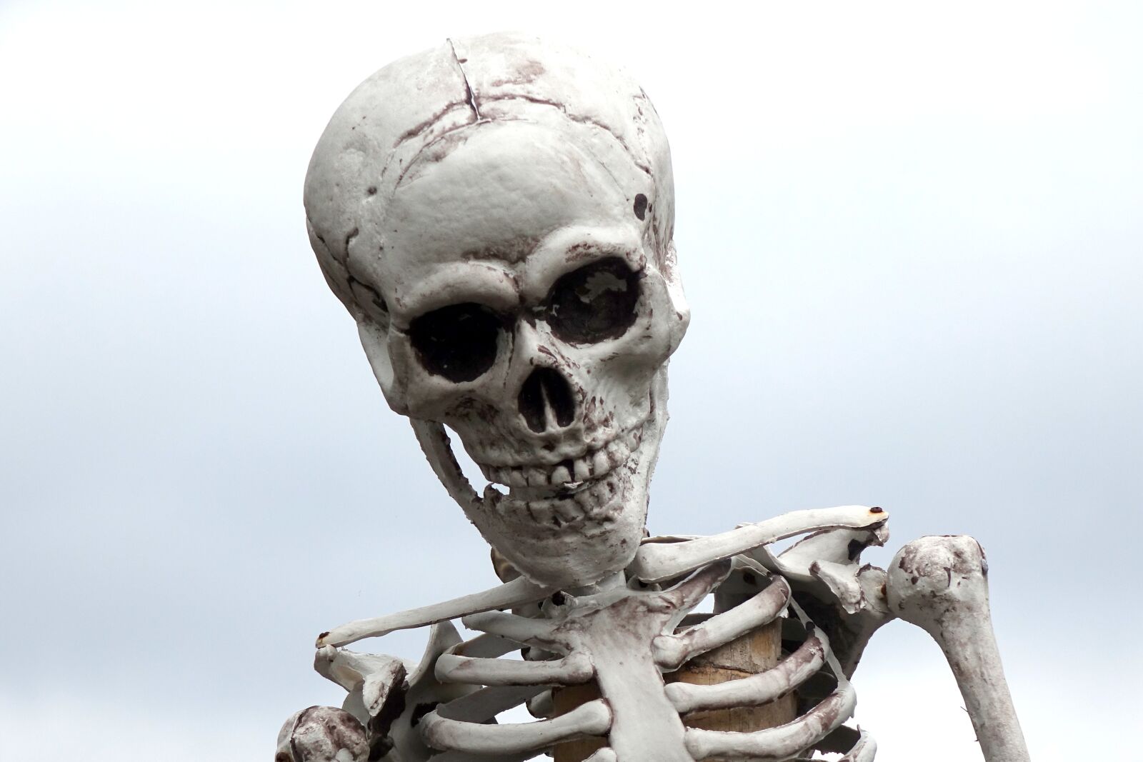 Sony Cyber-shot DSC-RX10 sample photo. Skeleton, figure, skull photography