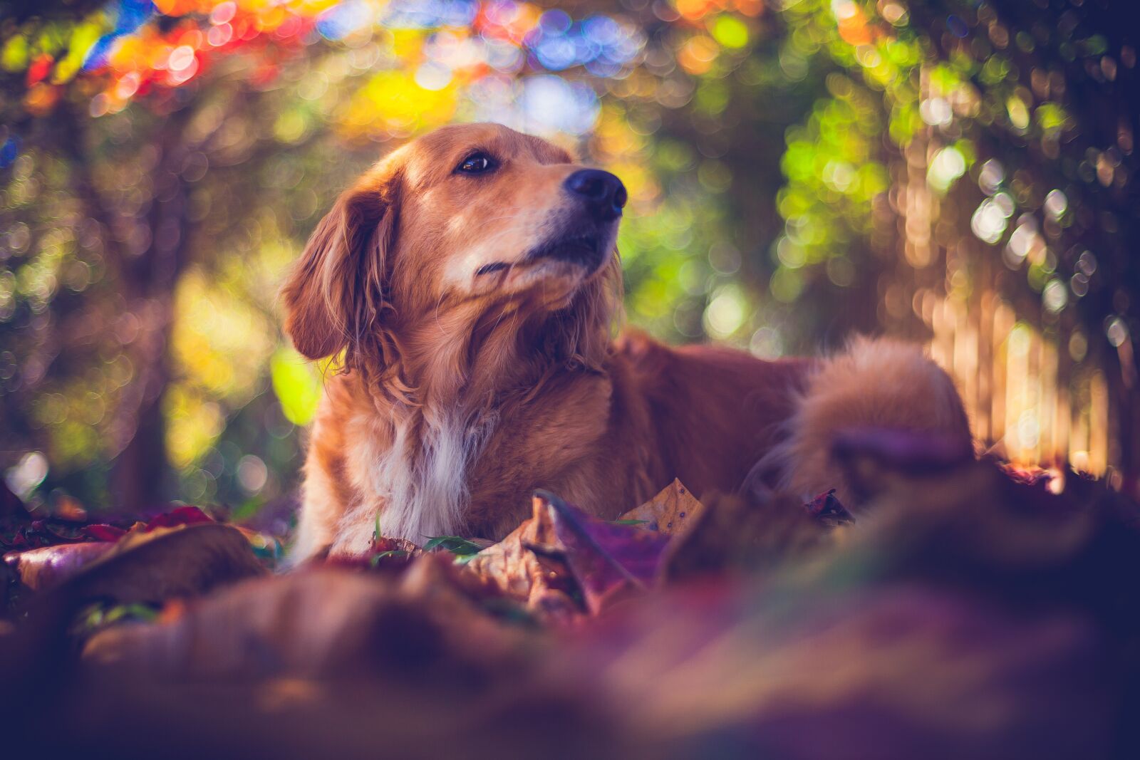 Canon EOS 5D Mark II sample photo. Pet, dog, puppy photography