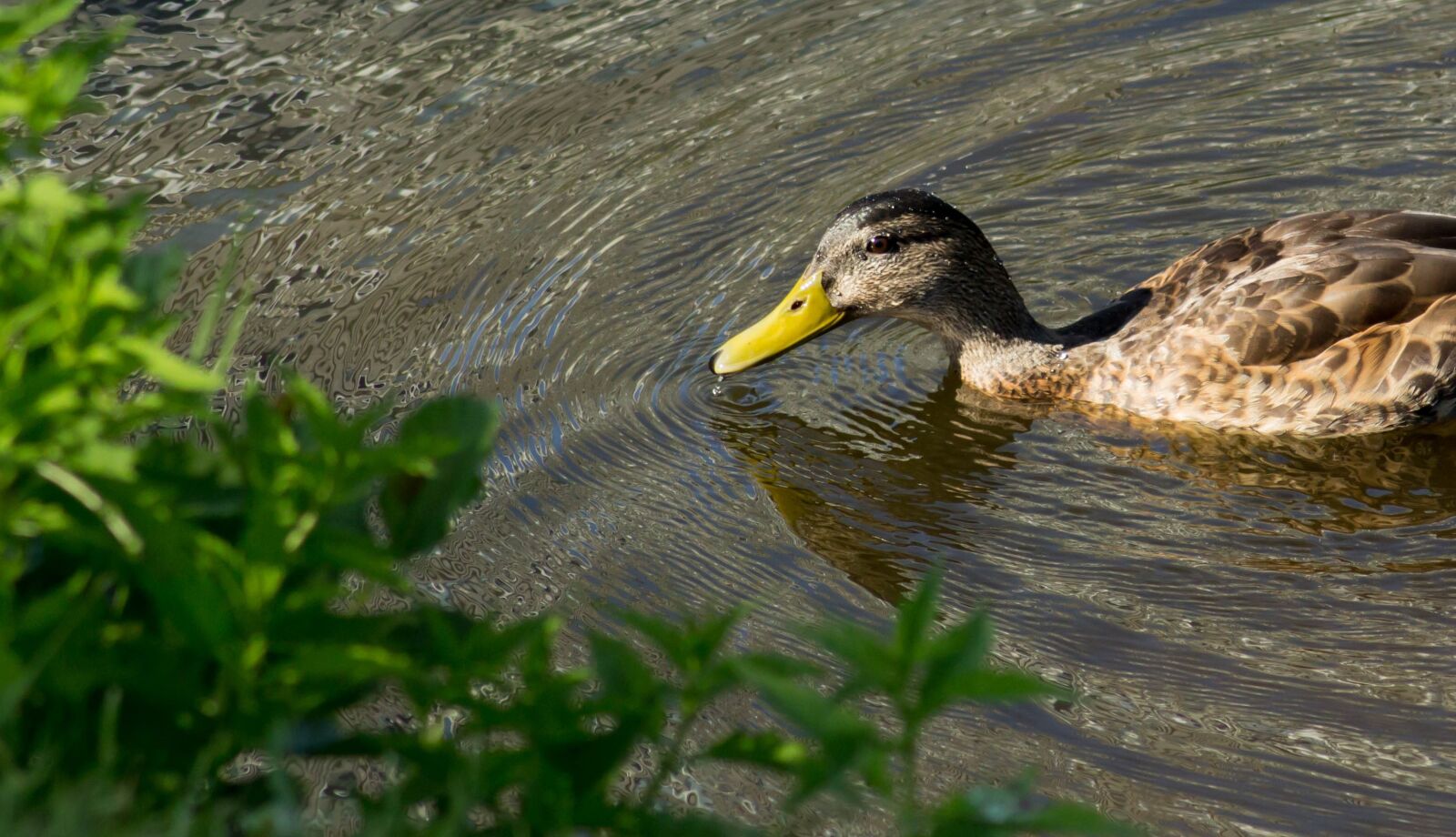 Canon EOS 60D sample photo. Summer, body of water photography
