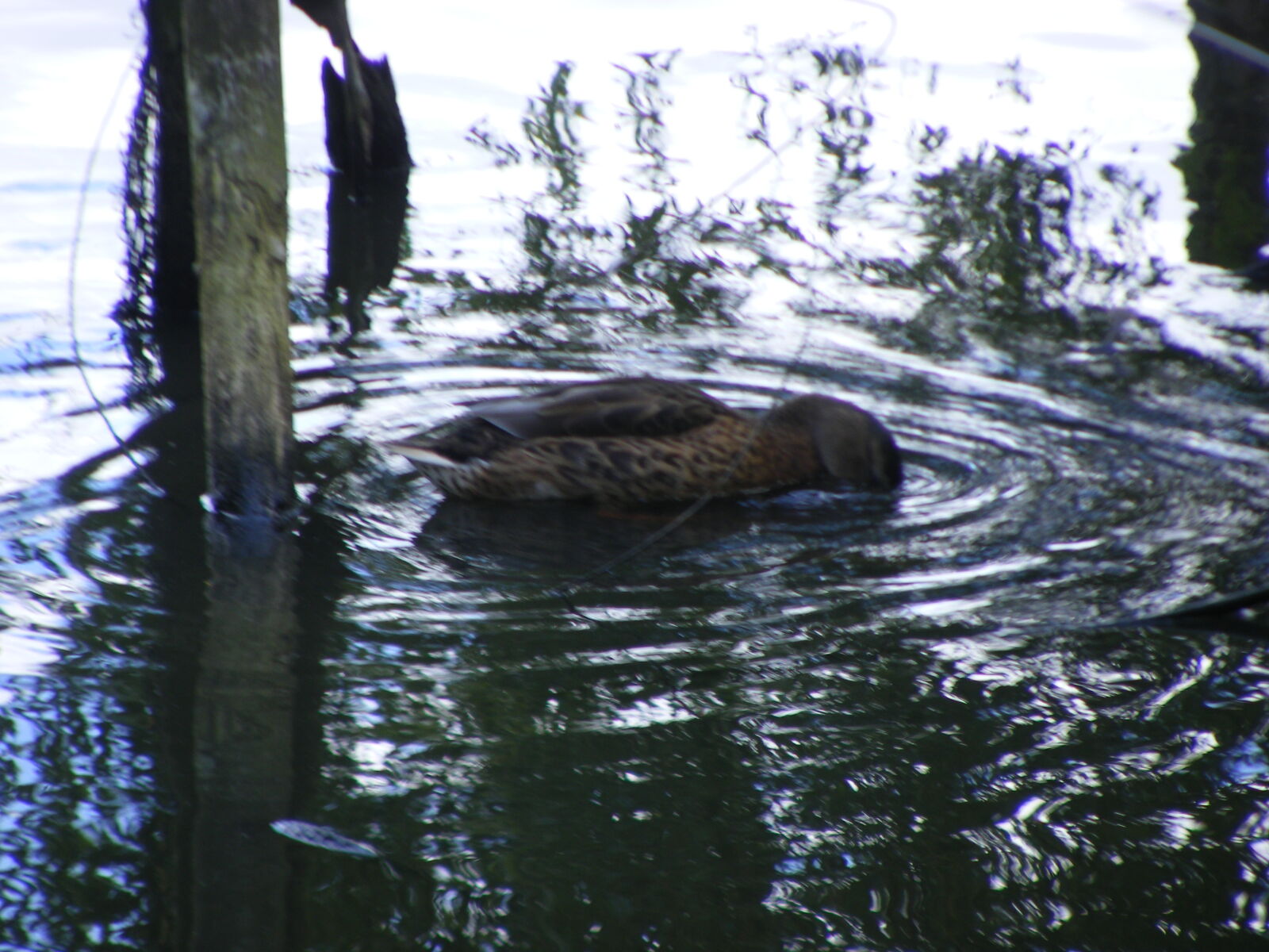 Fujifilm FinePix S5800 S800 sample photo. Ducks photography