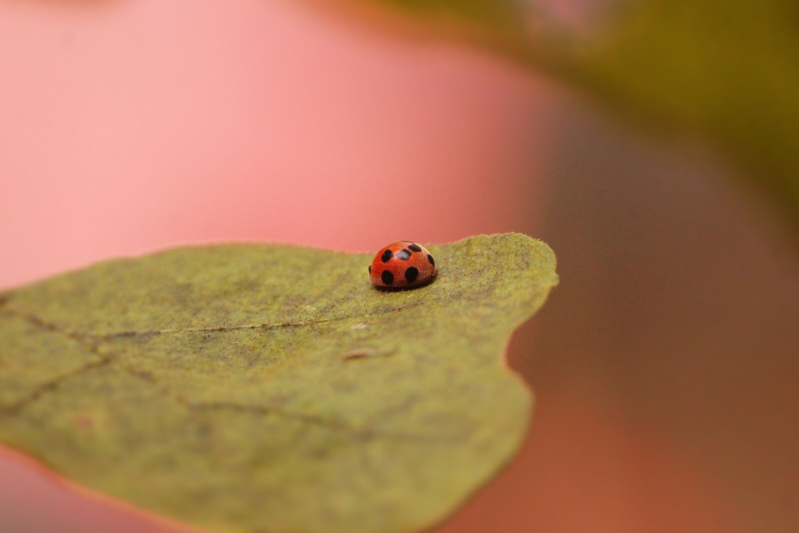 Canon EOS 1300D (EOS Rebel T6 / EOS Kiss X80) sample photo. Lady bug, on leaf photography