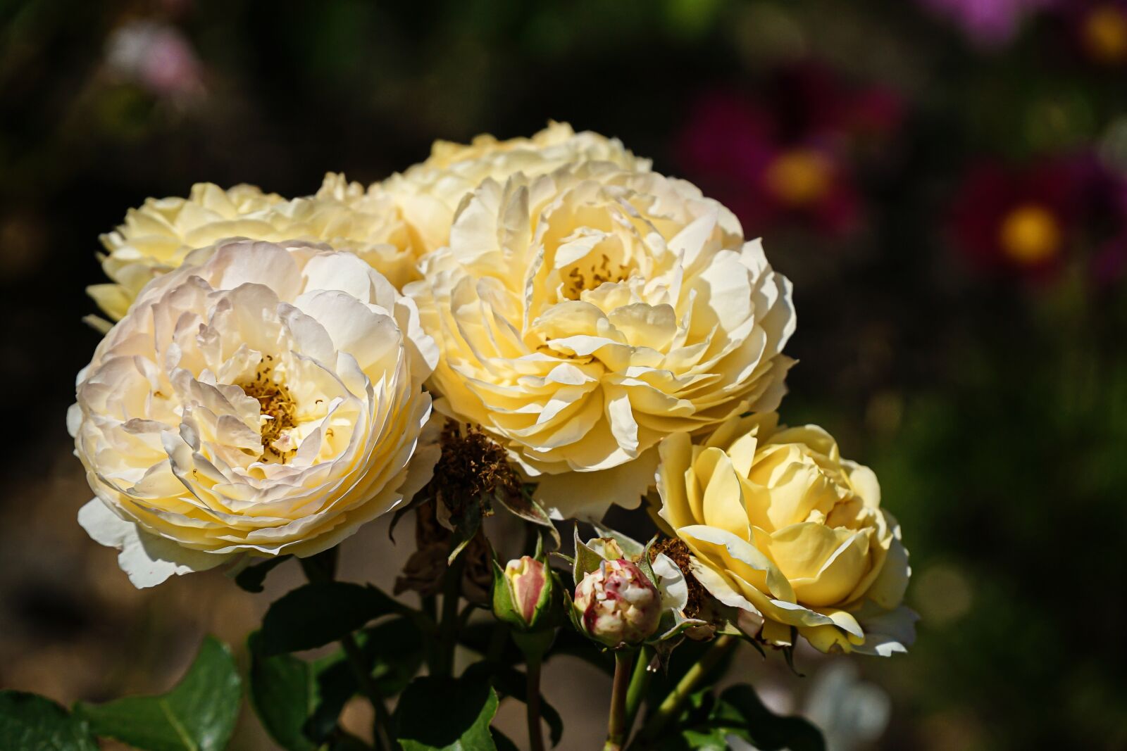 Sony a7 II + Sony E PZ 18-105mm F4 G OSS sample photo. Roses, yellow, blossom photography