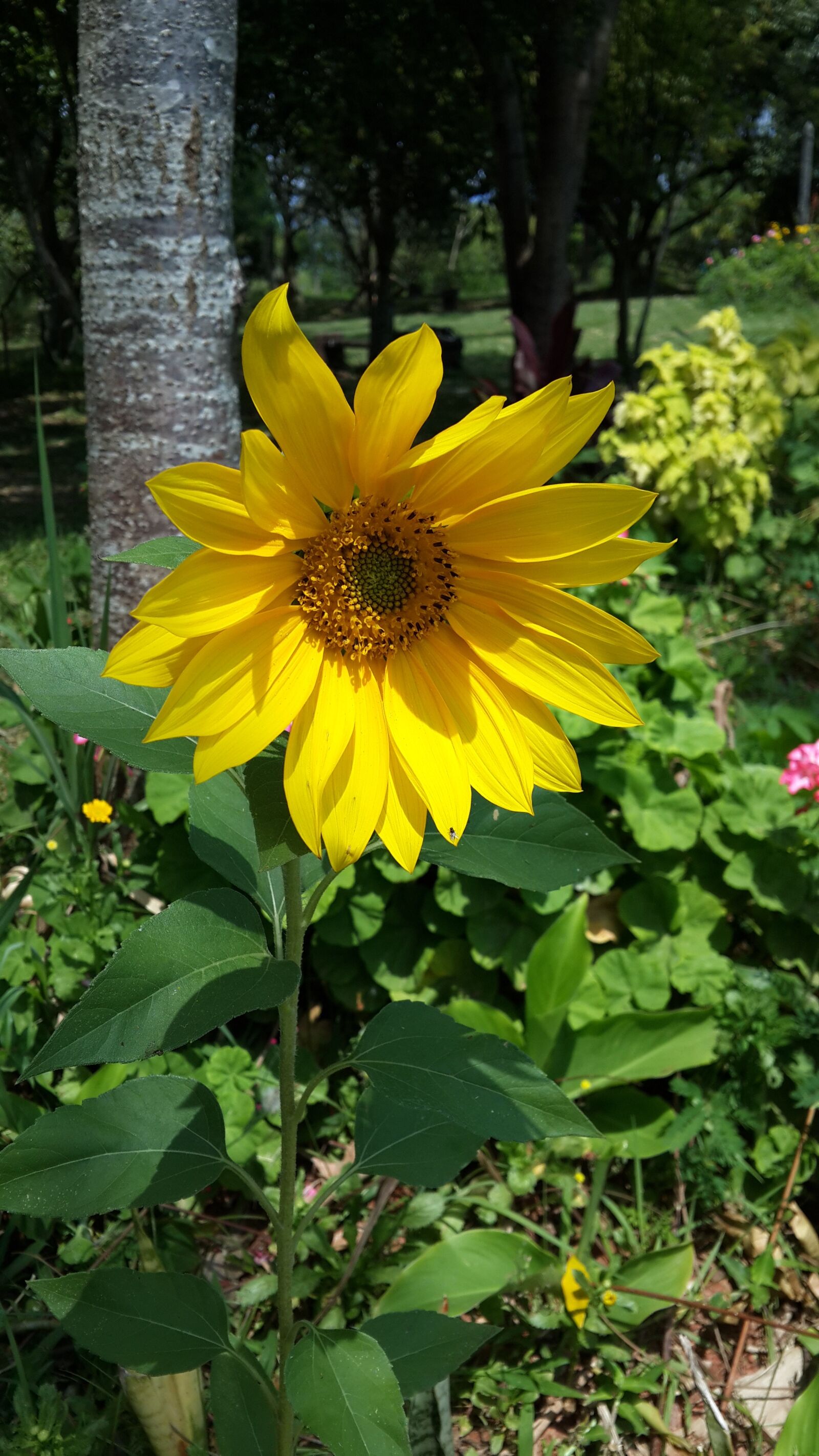 Samsung Galaxy S4 sample photo. Flower, sunflower, sol photography