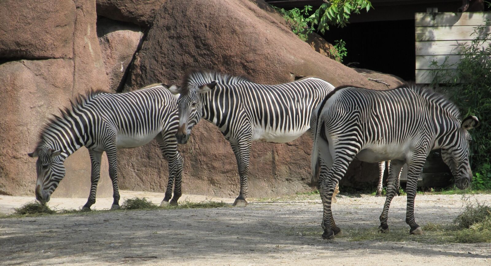 Canon PowerShot SX130 IS sample photo. Zebras, mammal, three photography