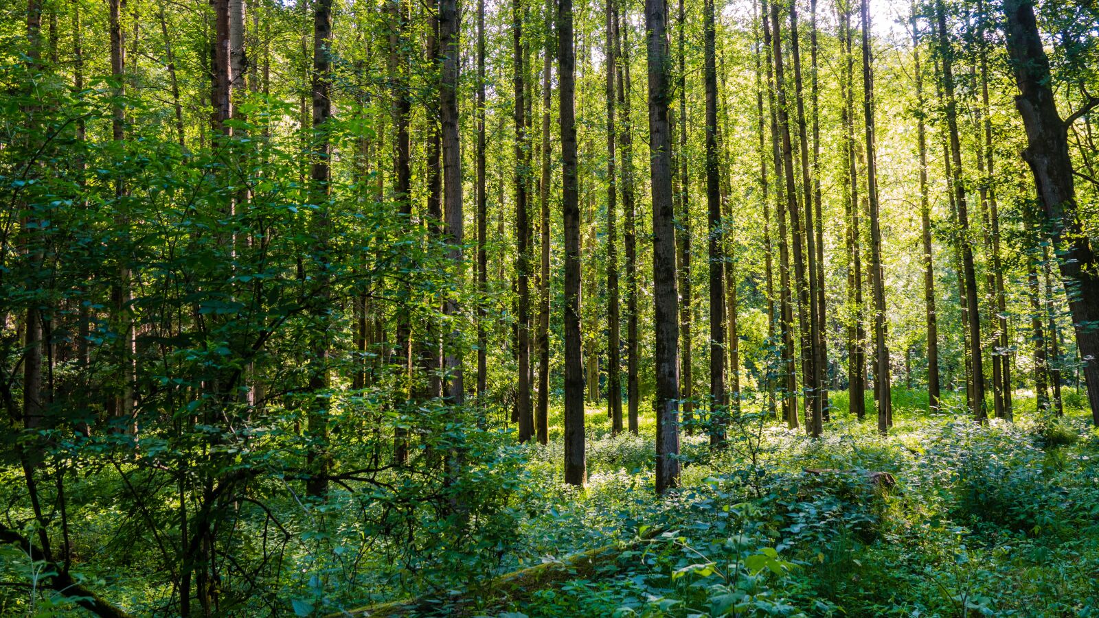 Sony Cyber-shot DSC-RX10 IV sample photo. Poplar forest, green, forest photography