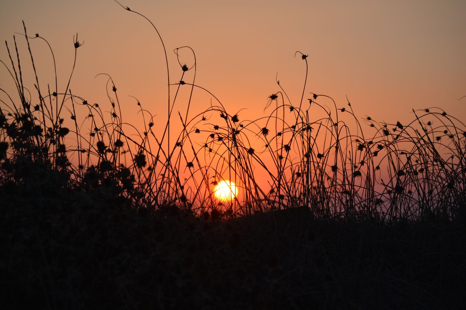 Nikon D5200 sample photo. Sunset, halme, grass photography