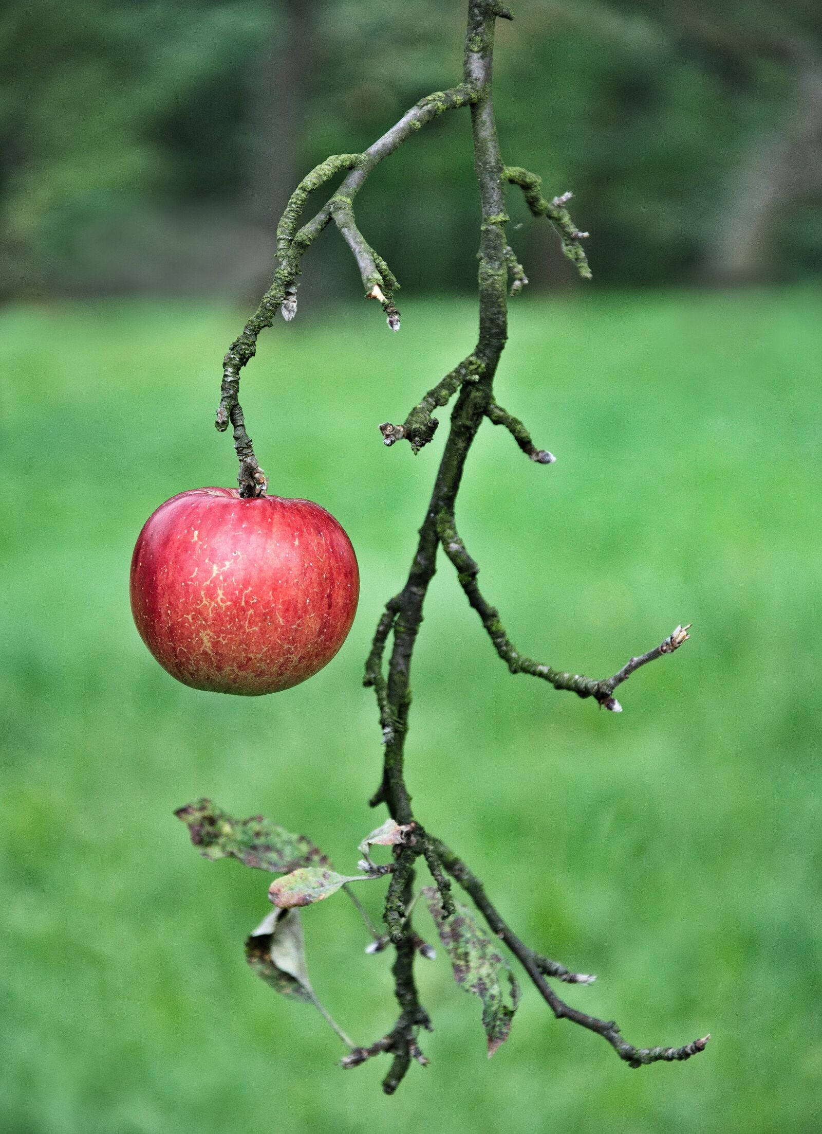 Nikon D90 sample photo. Apple, fruit, eating photography