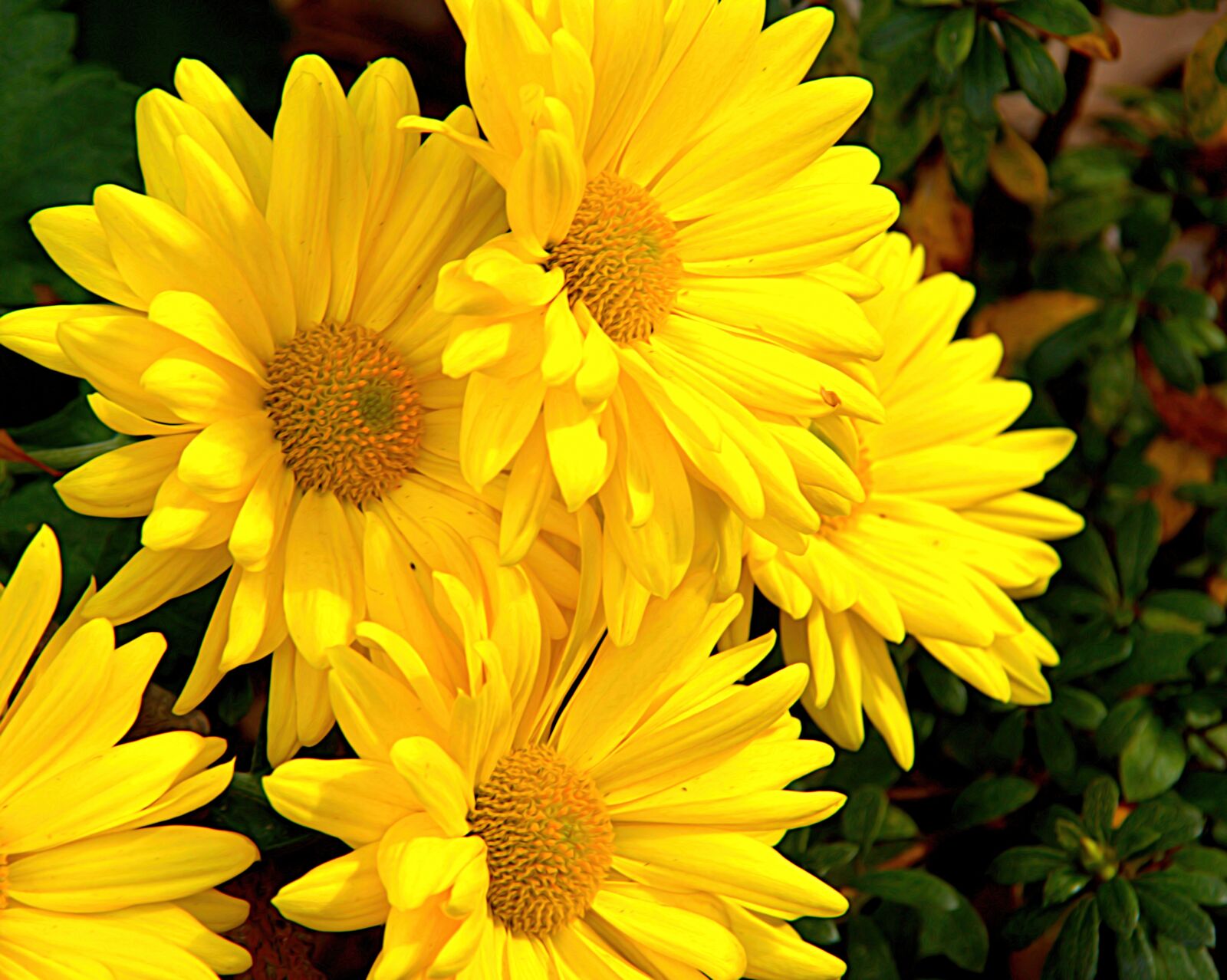 Canon EOS 600D (Rebel EOS T3i / EOS Kiss X5) sample photo. Yellow, flowers, nature photography