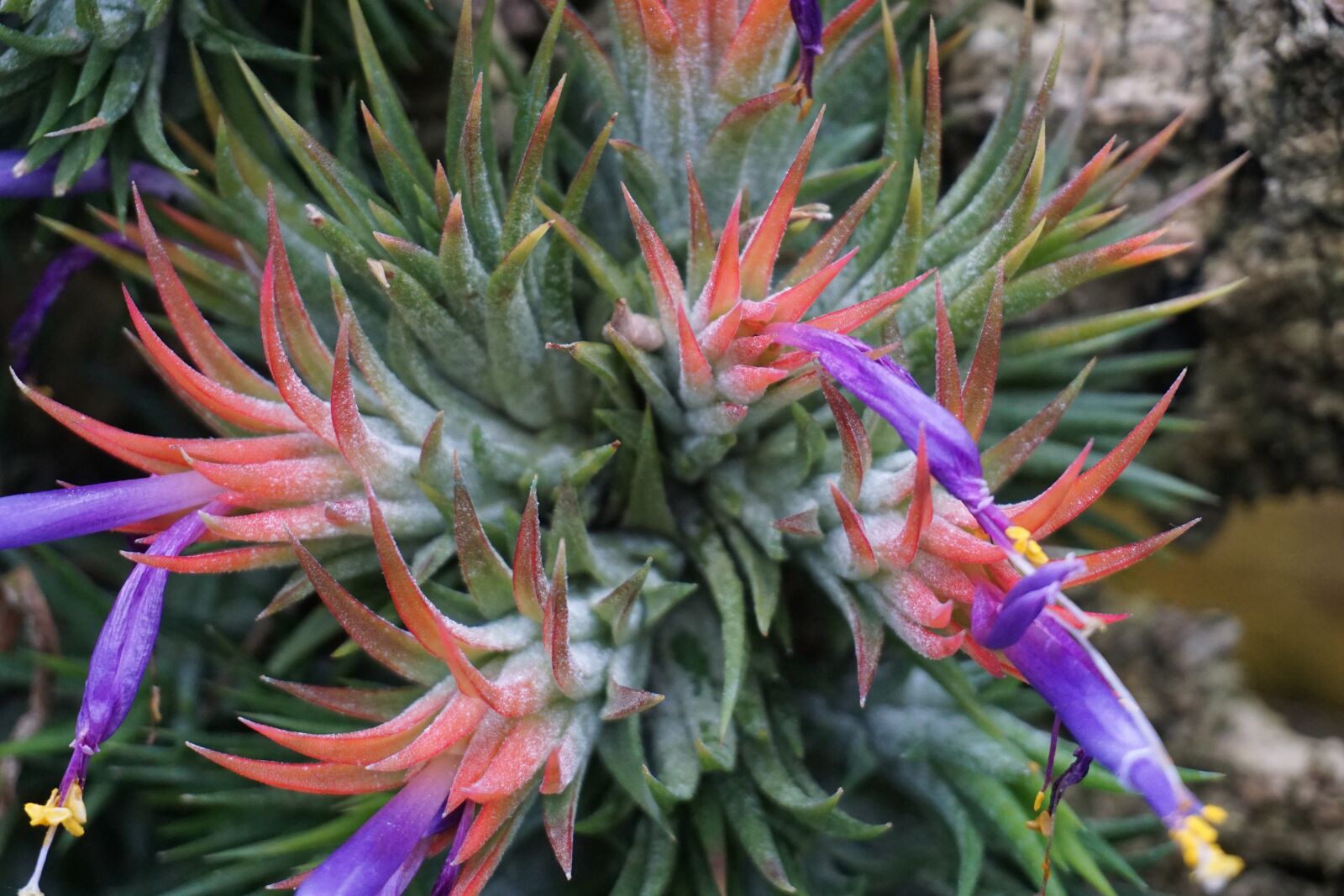 Sony E 16-50mm F3.5-5.6 PZ OSS sample photo. Desert, plant, nature photography