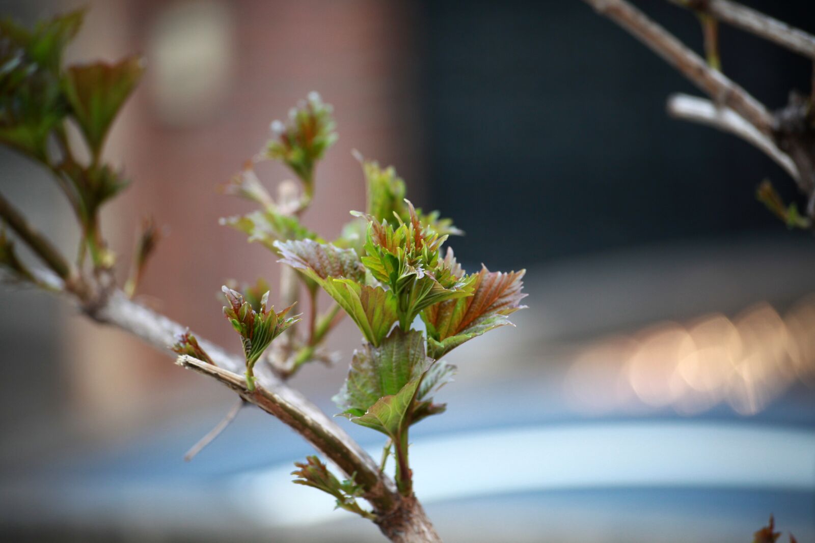 Canon EOS 5D Mark II sample photo. Bud, wood, rose photography