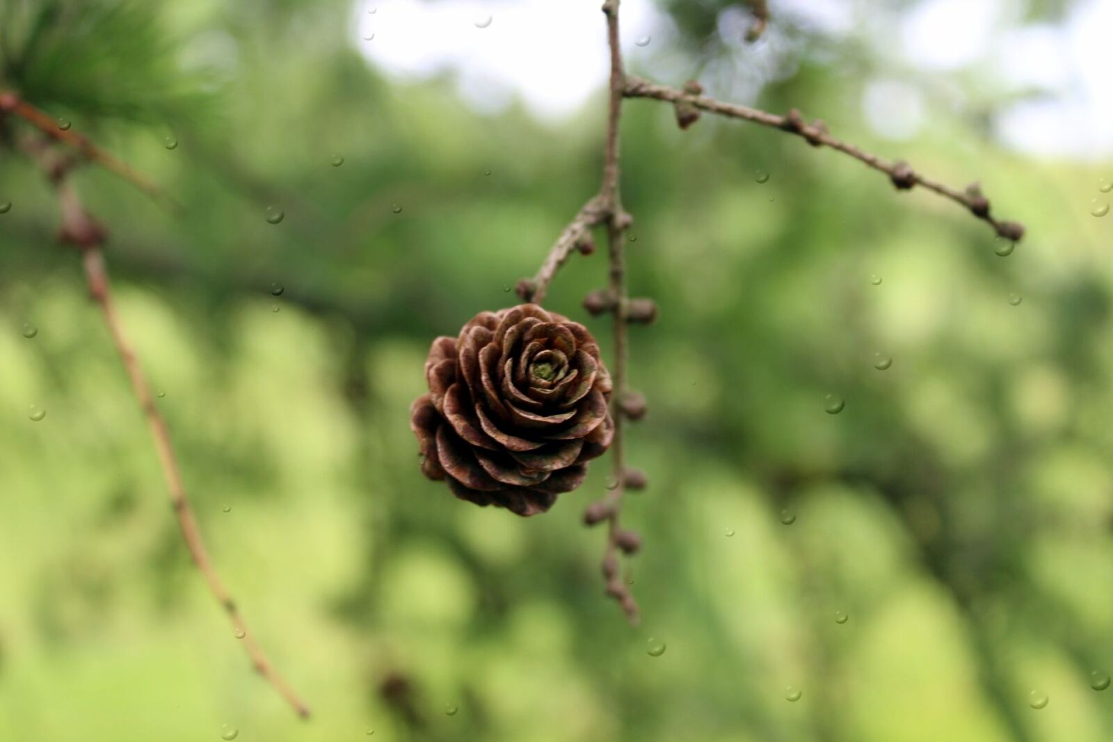 Canon EOS 1200D (EOS Rebel T5 / EOS Kiss X70 / EOS Hi) sample photo. Pine cone, larch, nature photography