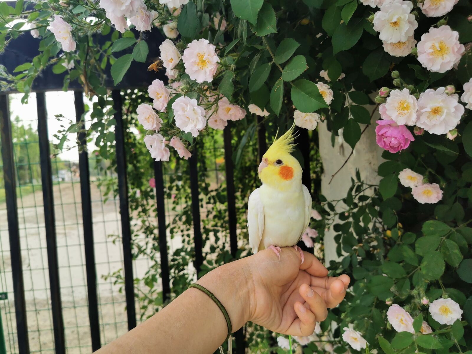 HUAWEI P30 Pro sample photo. Cockatiel, lutino, rose photography