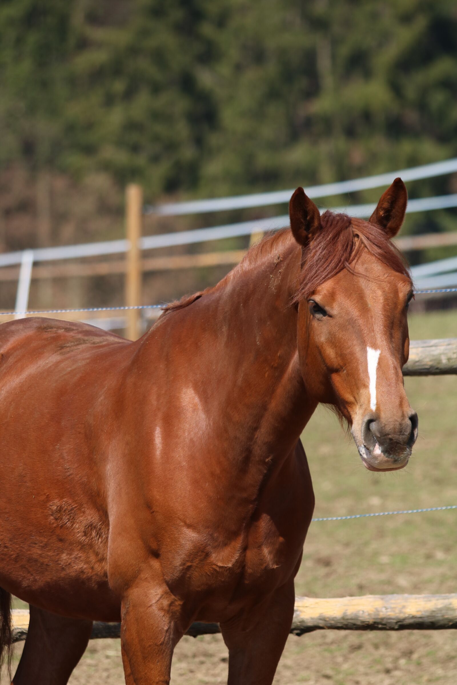 Canon EOS 750D (EOS Rebel T6i / EOS Kiss X8i) sample photo. Brown, horse, animal photography