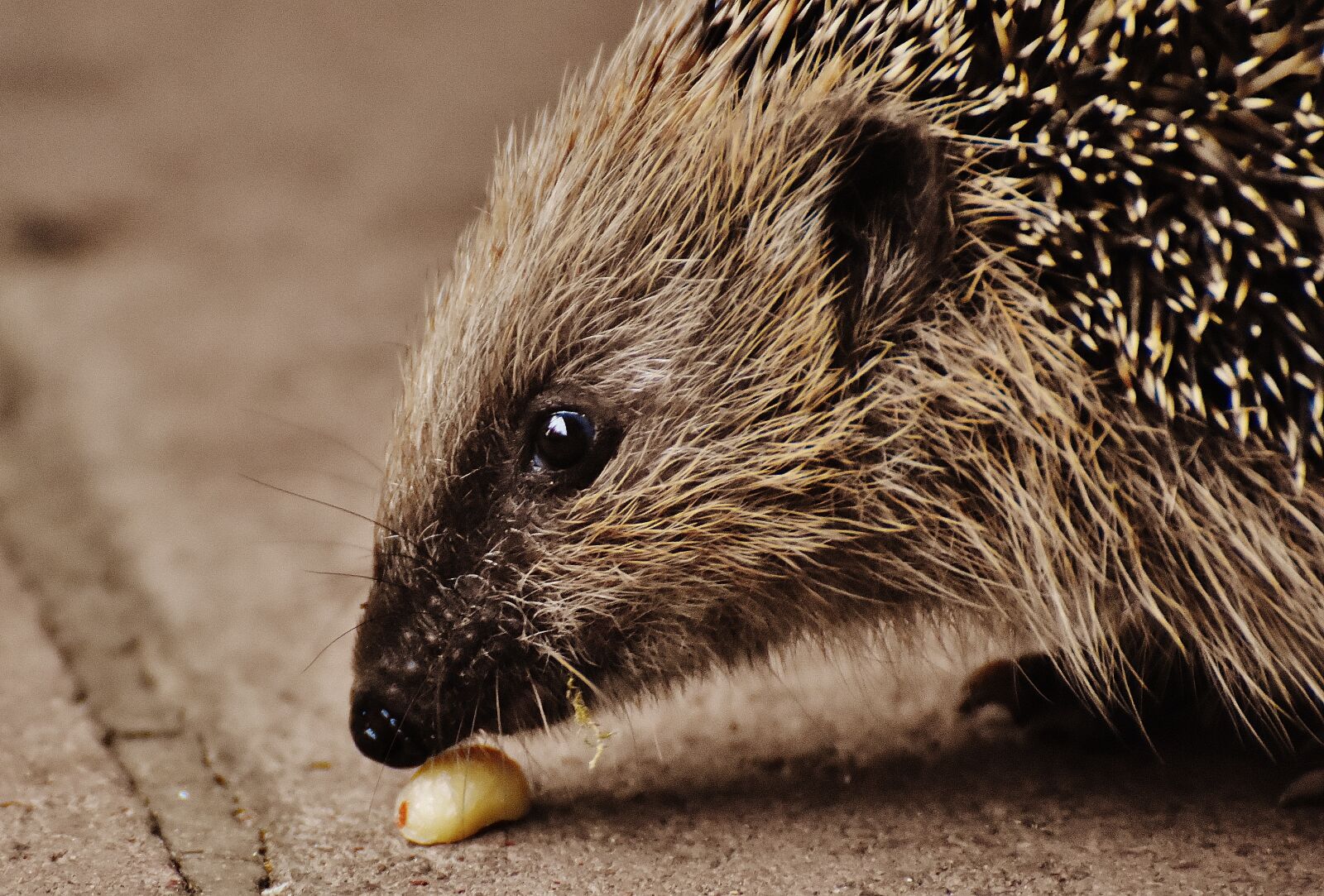 Nikon D7200 sample photo. Hedgehog child, young hedgehog photography
