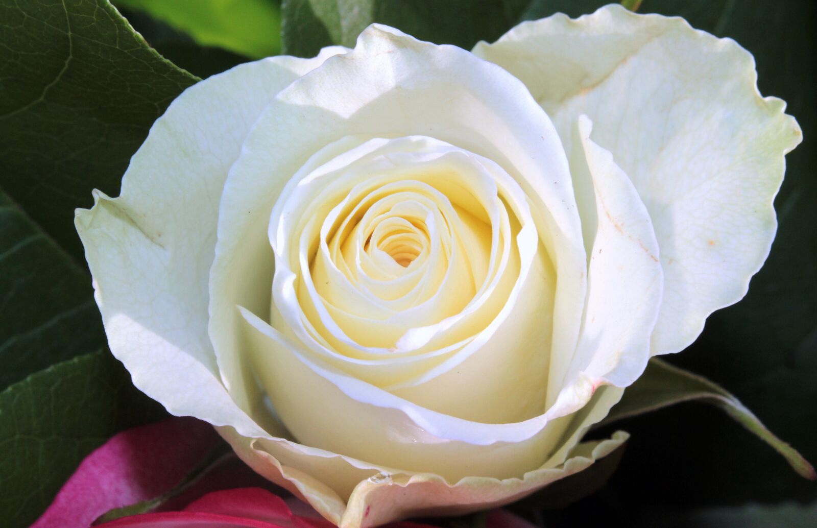 Canon EOS 650D (EOS Rebel T4i / EOS Kiss X6i) sample photo. Rose, white, blossom photography