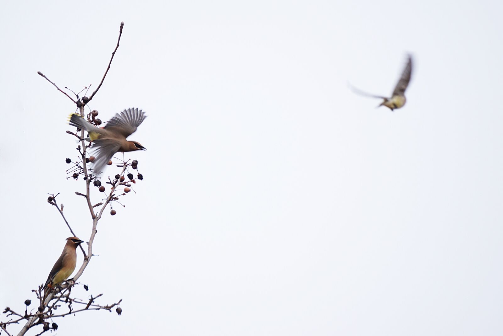 Sony E 55-210mm F4.5-6.3 OSS sample photo. Cedar waxwing, birds, waxwing photography
