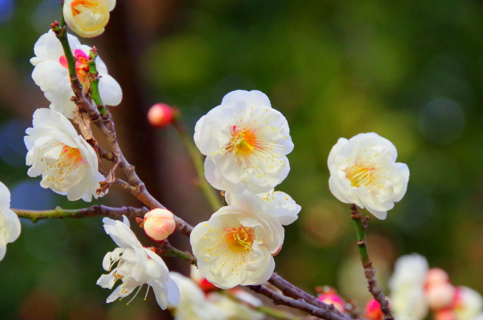 Pentax K-30 sample photo. Plum, spring, plum blossoms photography